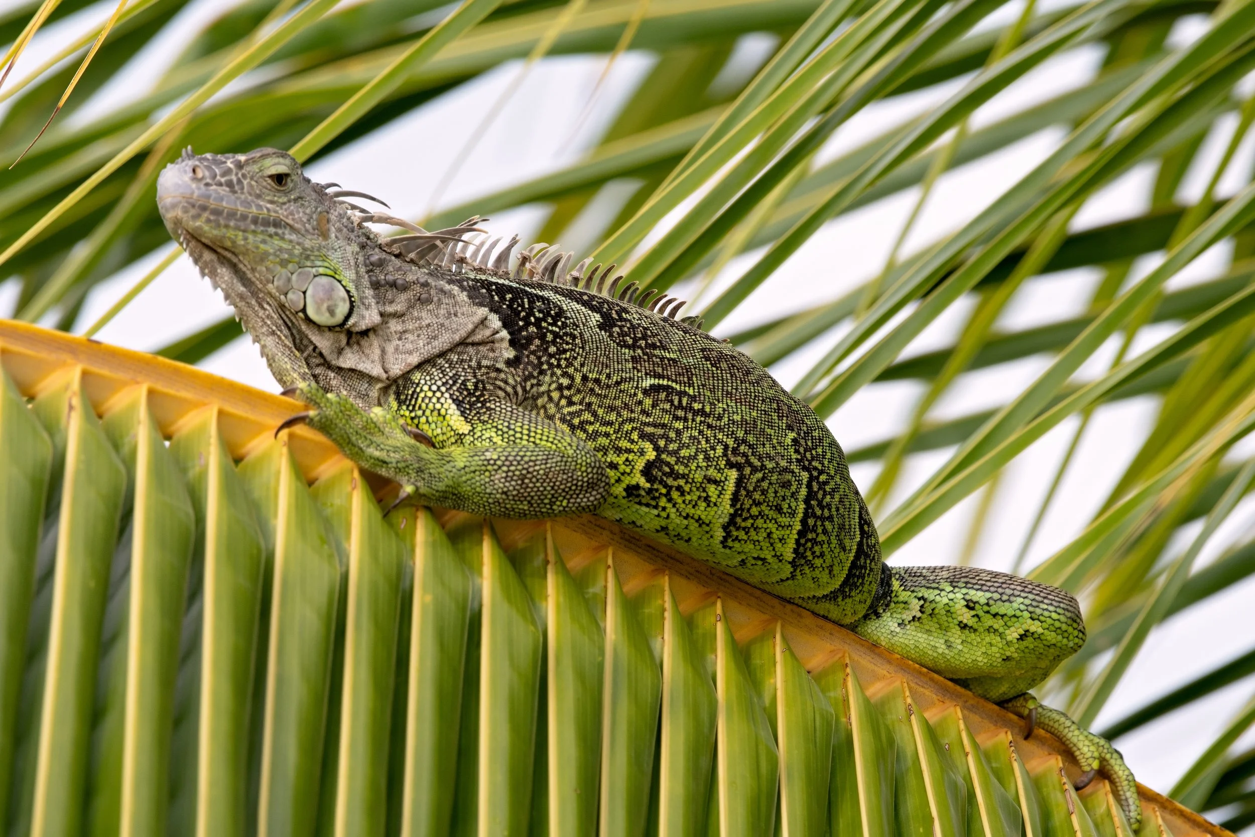 Iguana.jpg