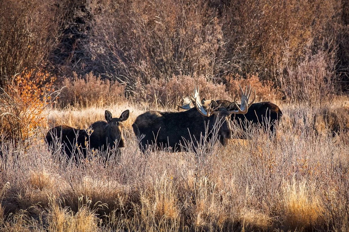 Moose State Forest State Park.jpg