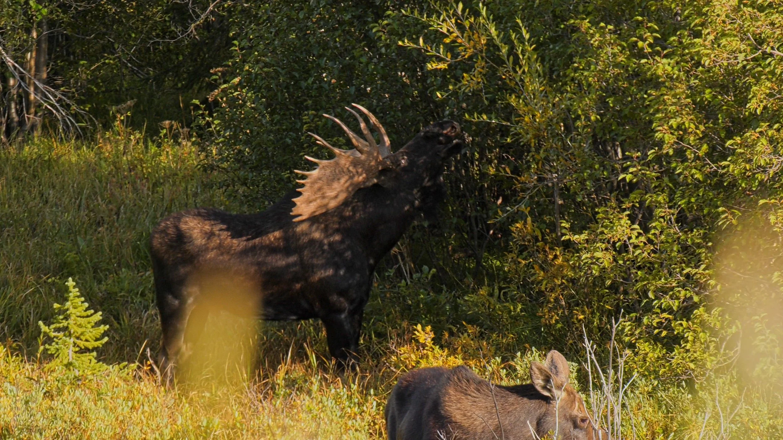 moose_1.2.1.jpg