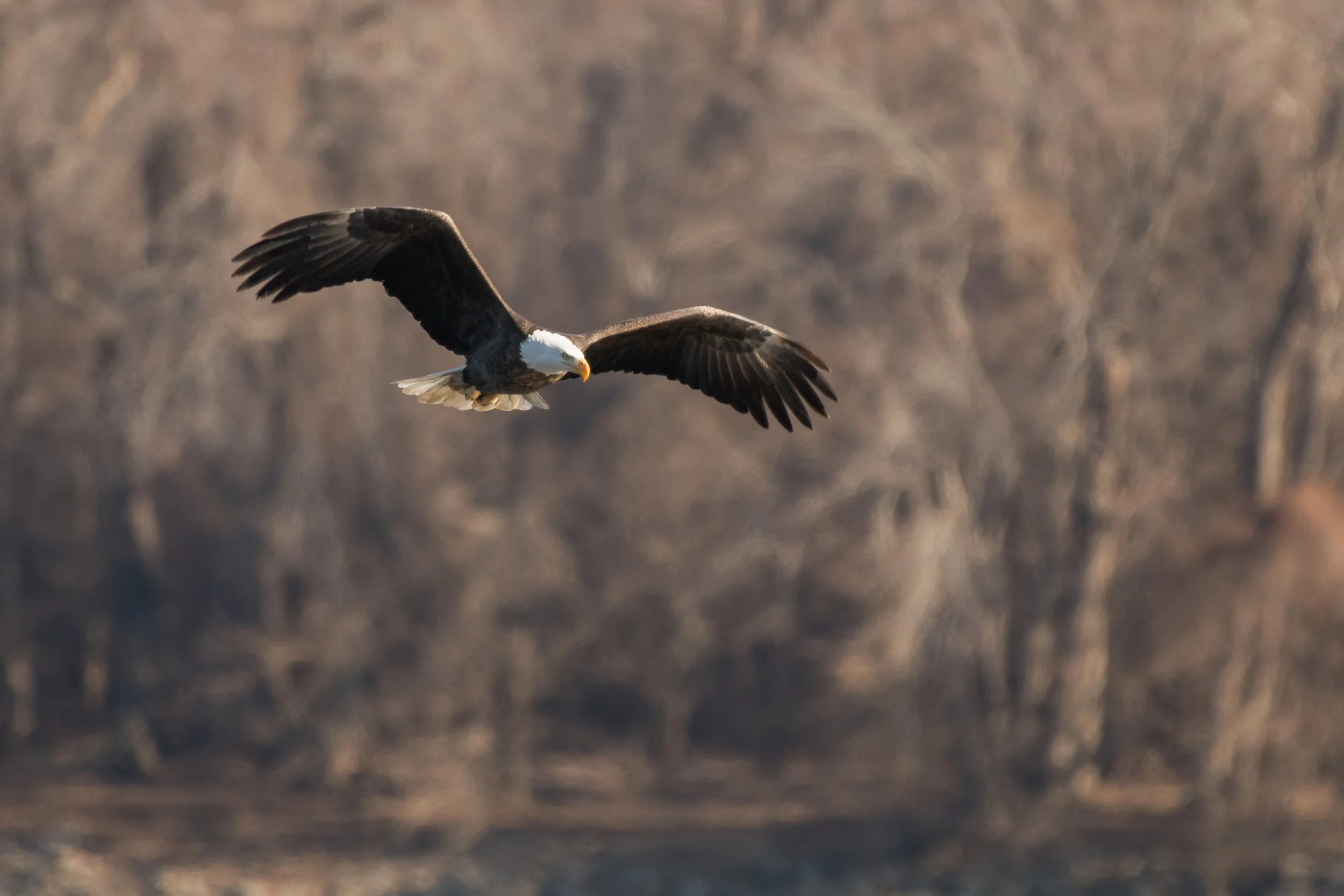 Eagles 01072018-3418.jpg