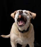 437f3b6307a0518435b35ce95242f2ec.png