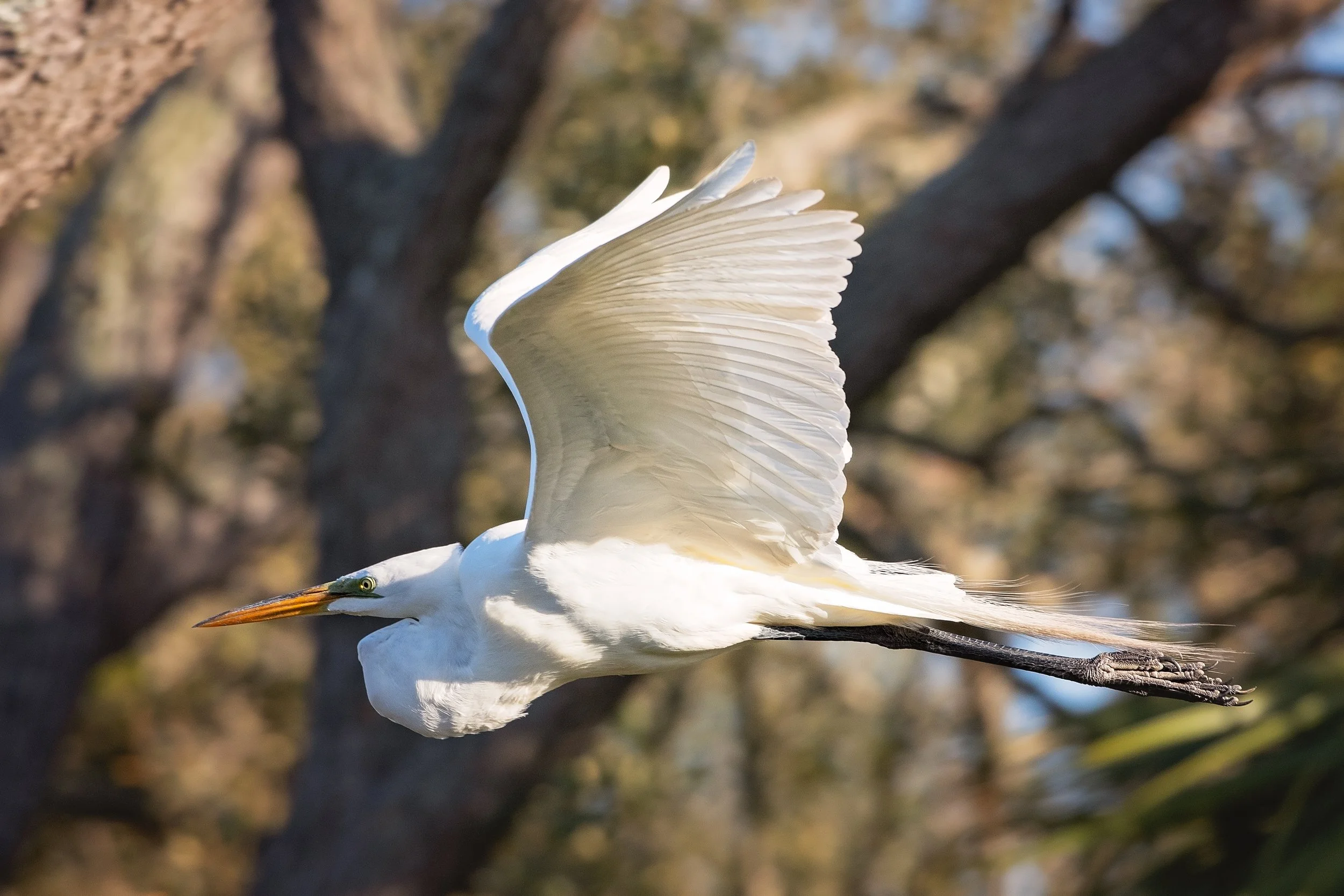 Great Egret in flight 0421-1.jpg