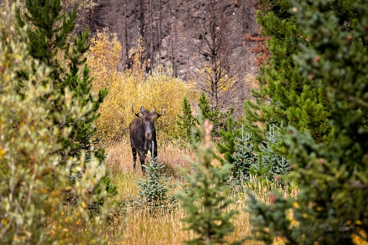Moose in fall Colorado.jpg