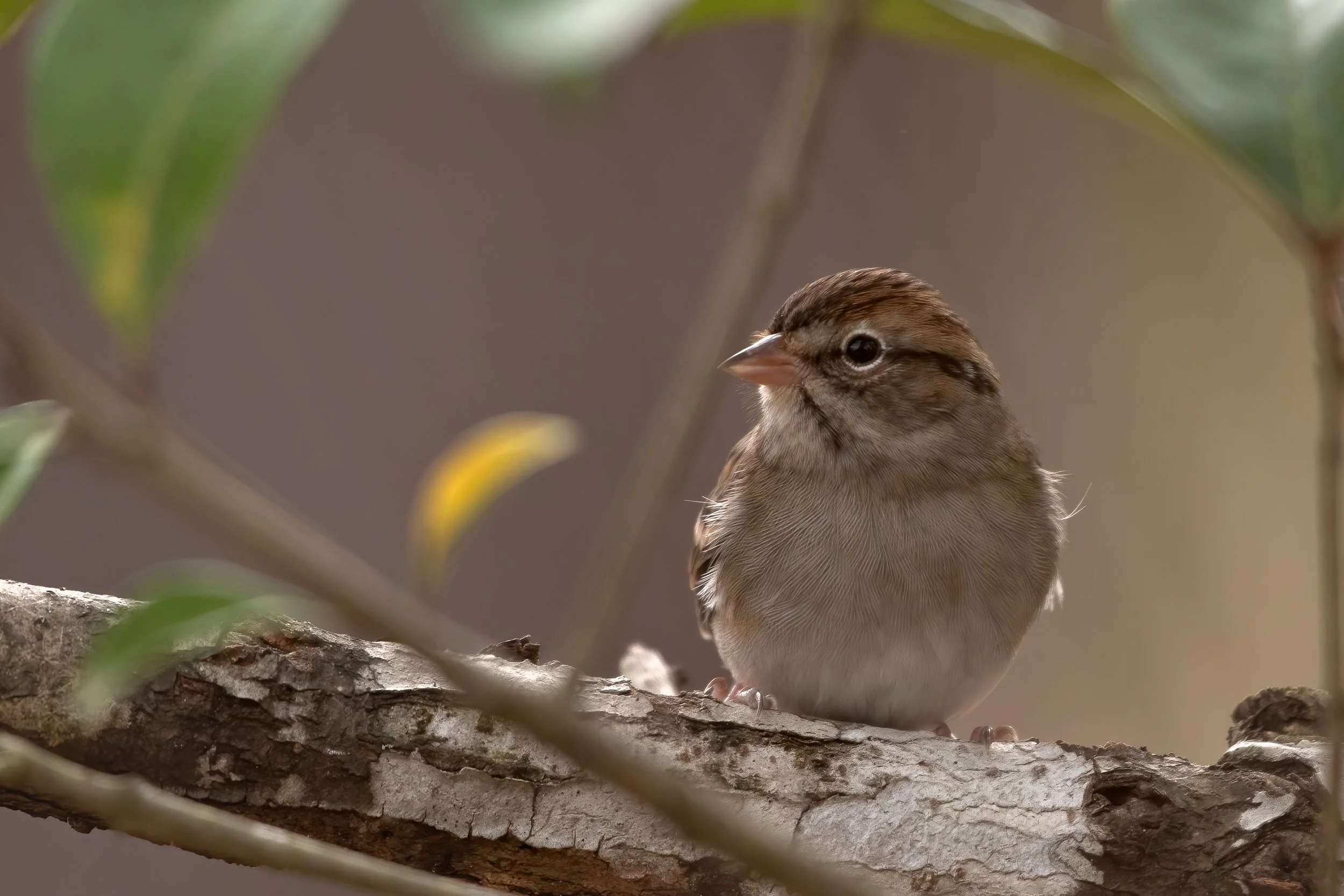 Chipping Sparrow 2.jpg