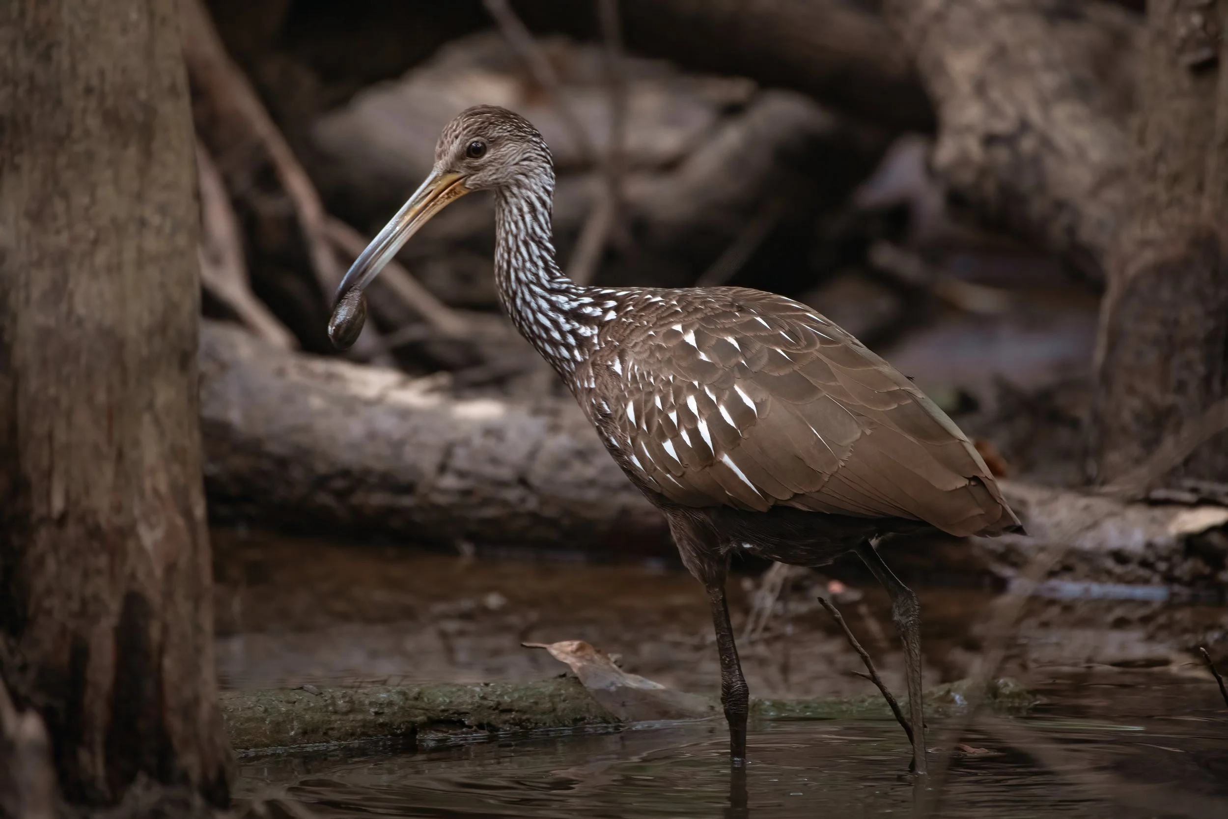 Limpkin up close 10623_.jpg