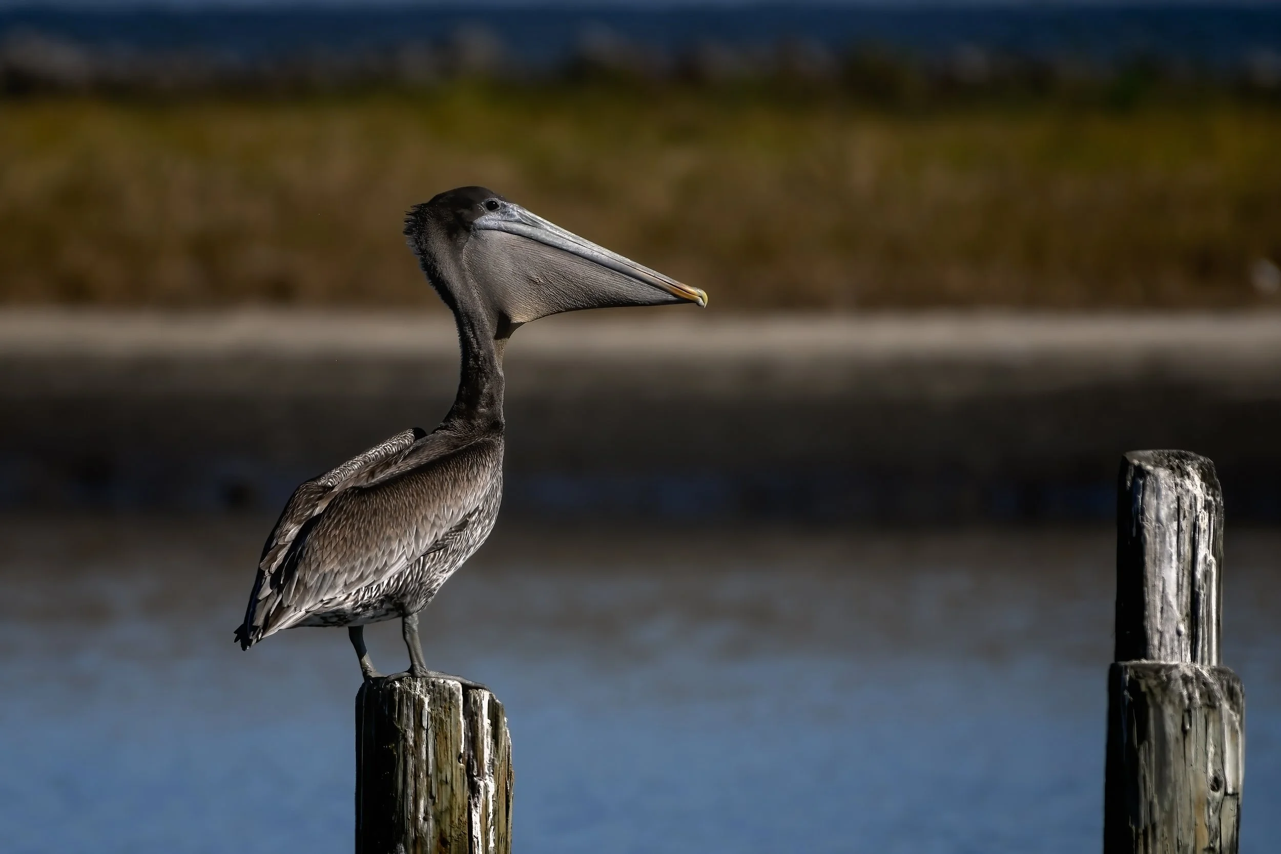 Brown Pelican 23nov21 2.jpg