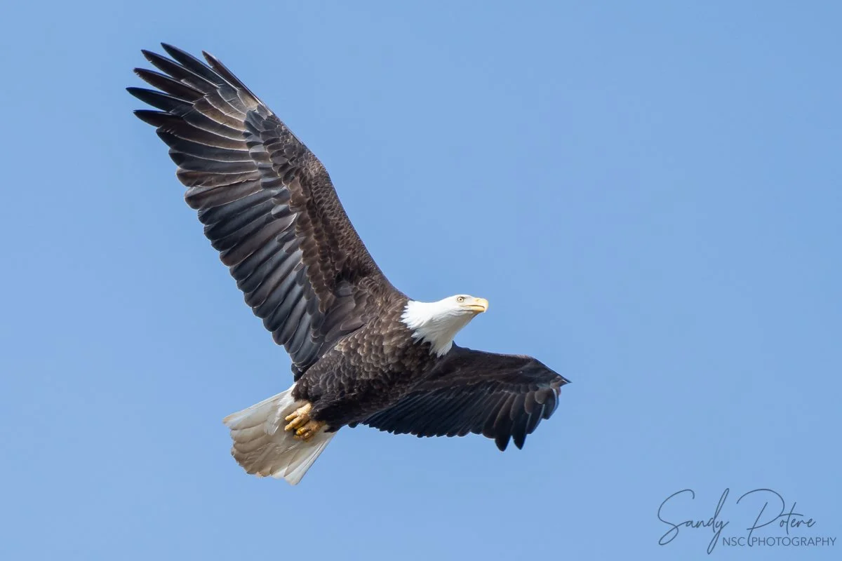 Eagle 12nov21.jpg