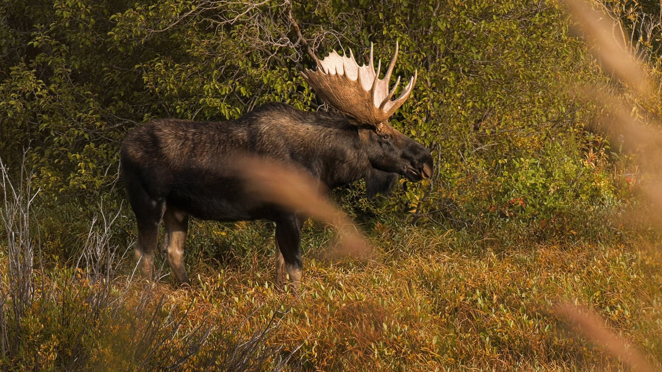 Large bull moose walks out into a field during golden hour in Colorado