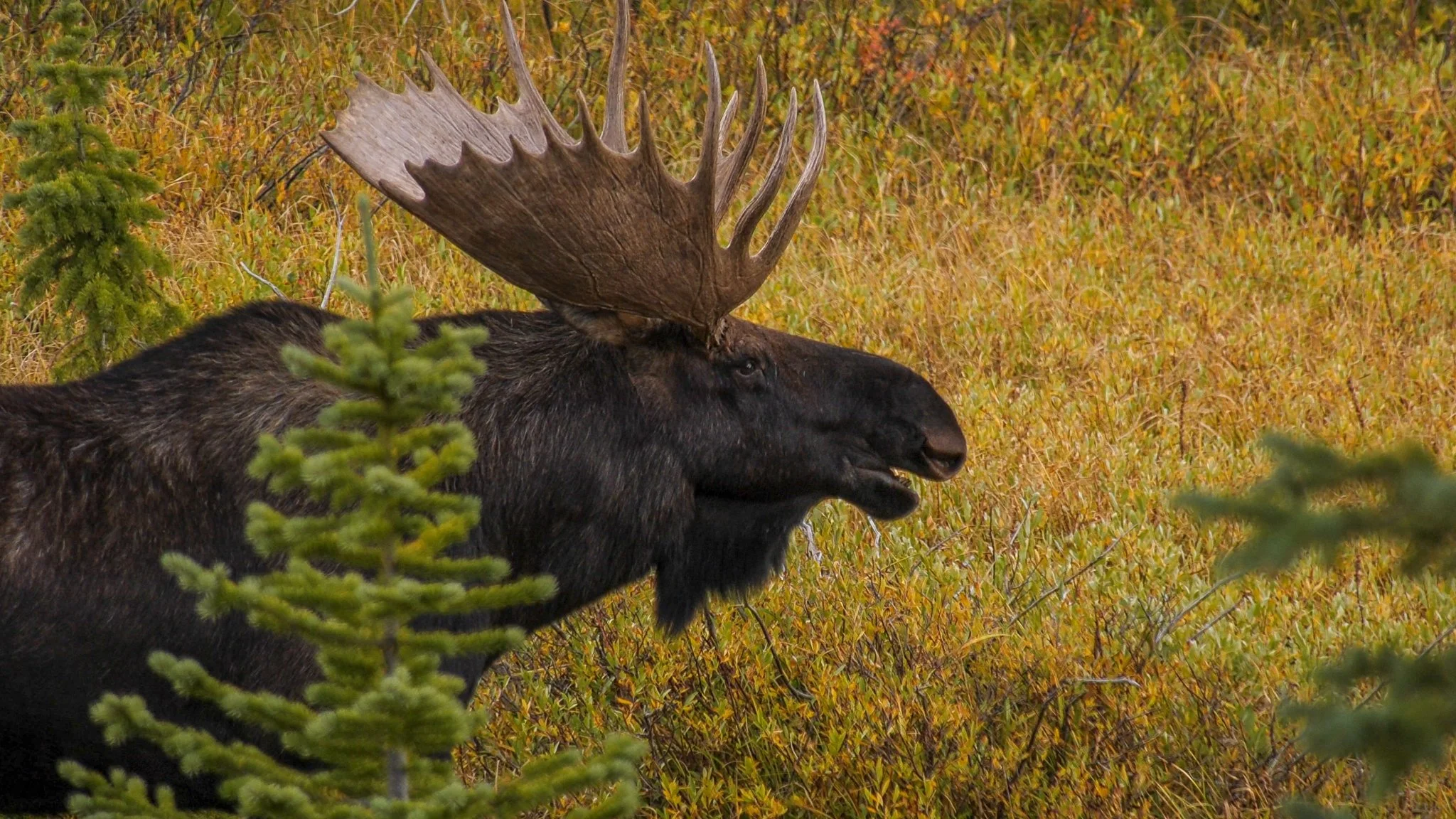 20191022-moose_1.31.2.jpg