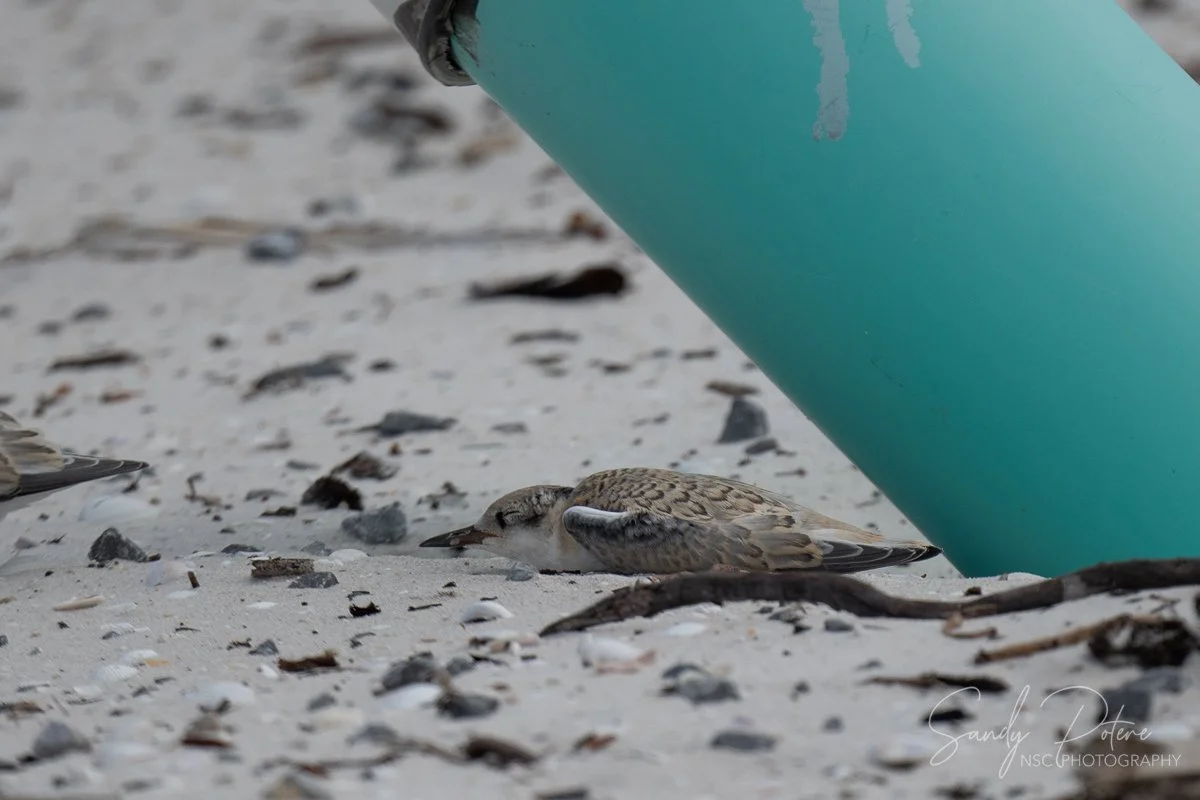 Sleeping Least Tern chick 1.jpg