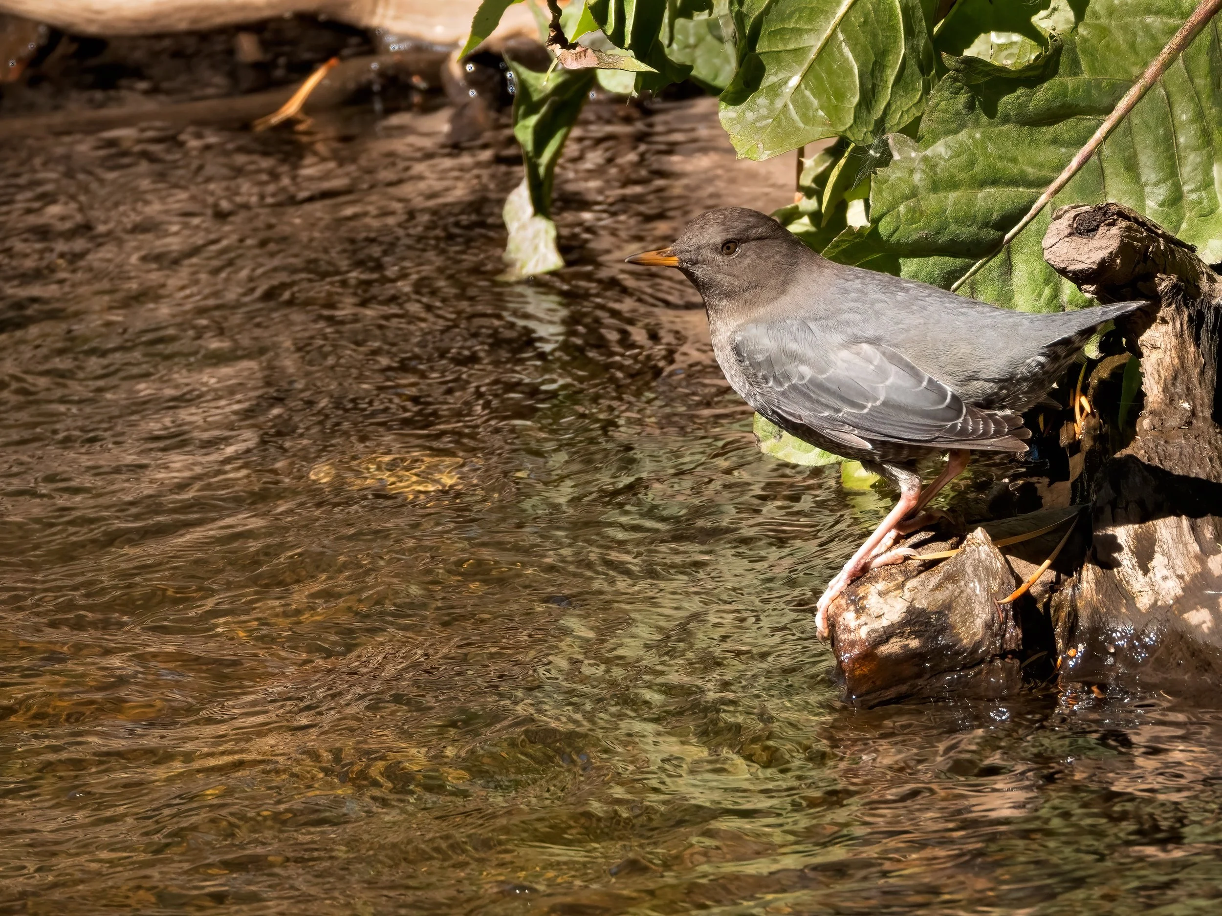 American Dipper.jpg