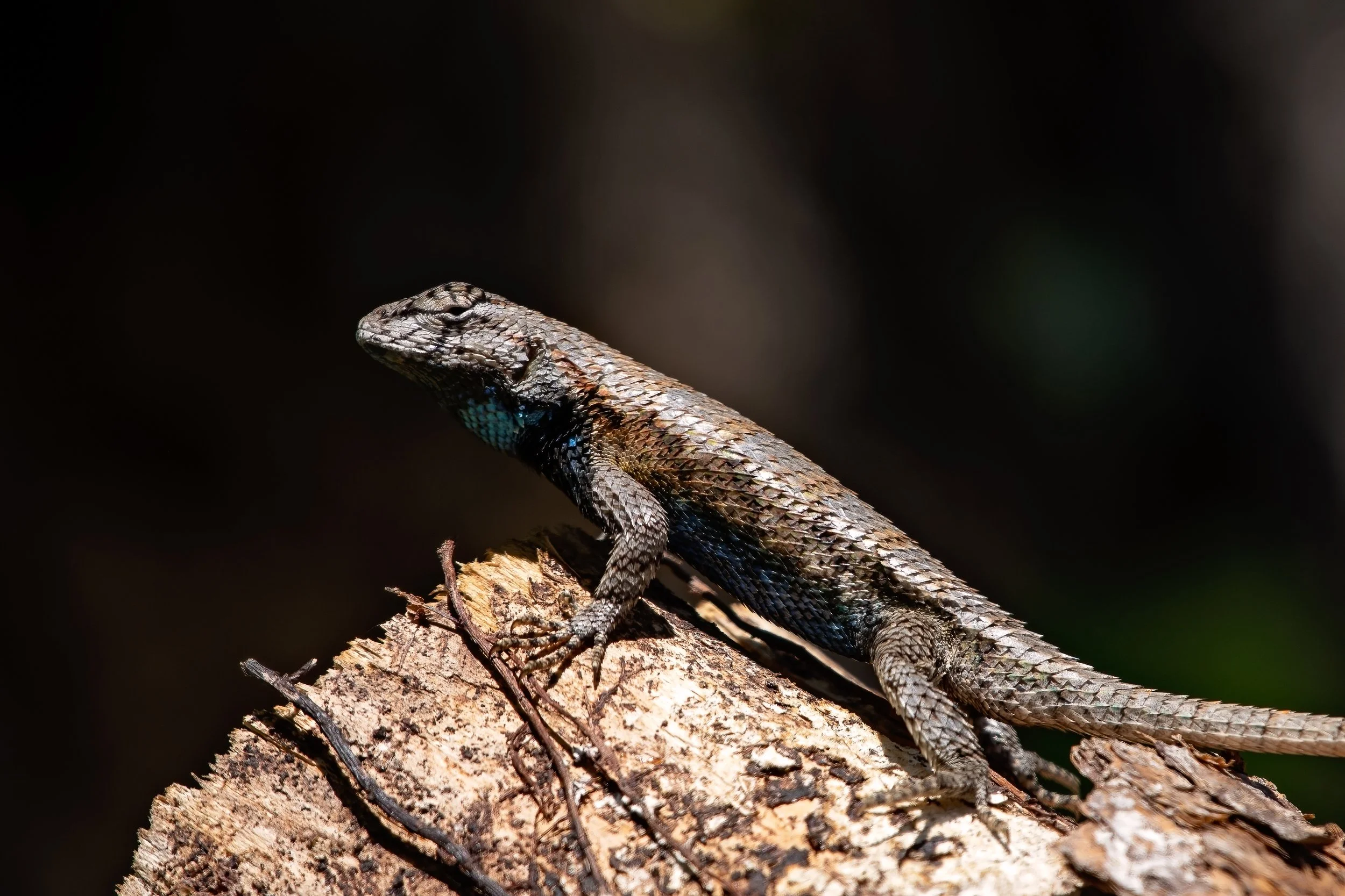 Eastern Fence Lizard.jpg