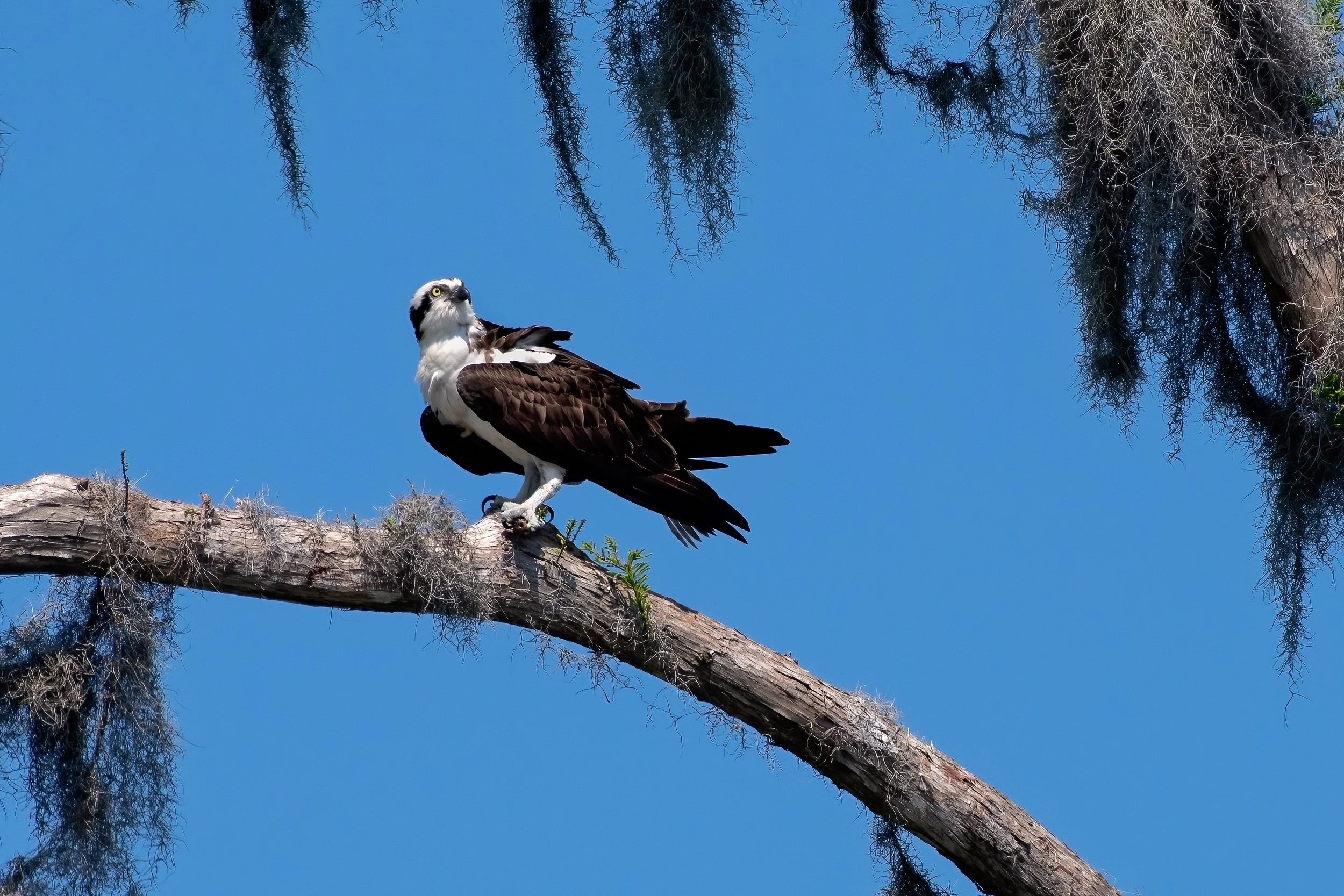 Osprey with fish 27mar22.jpg