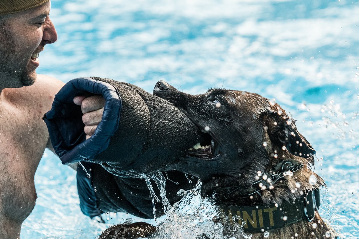 Belgian Malinois doing bite work in a pool