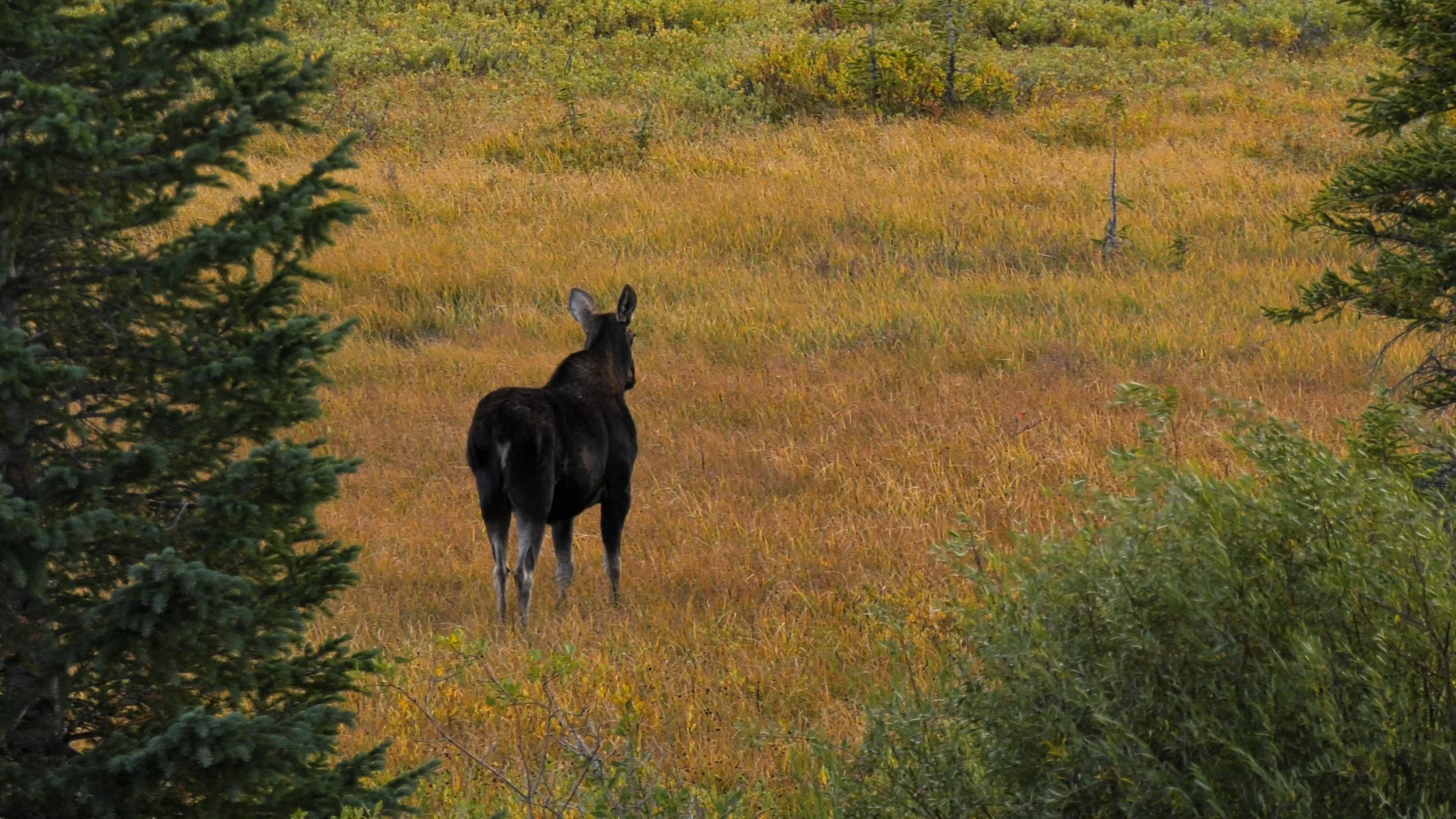 moose_1.37.1.jpg