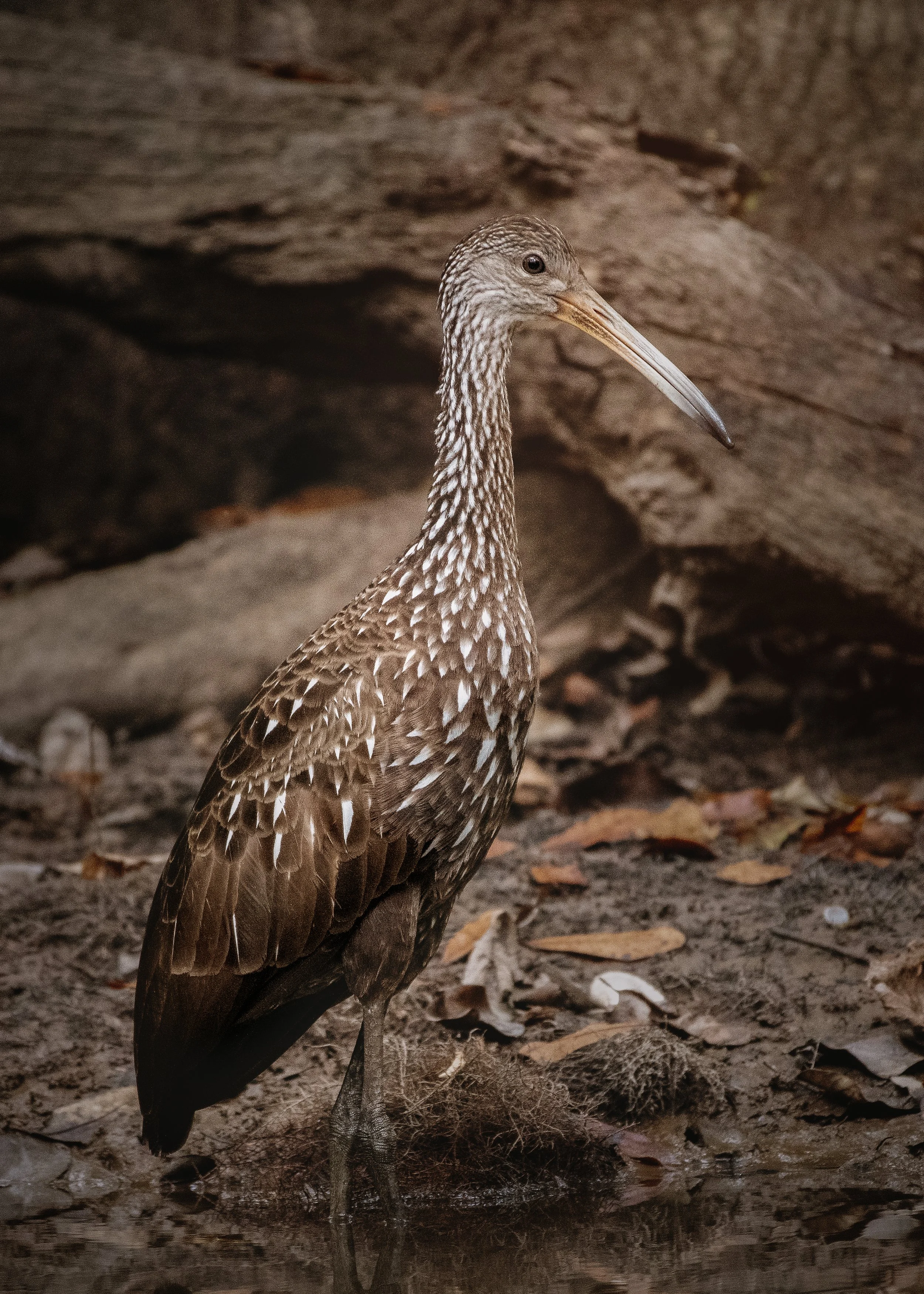 Limpkin up close 10623 2.jpg