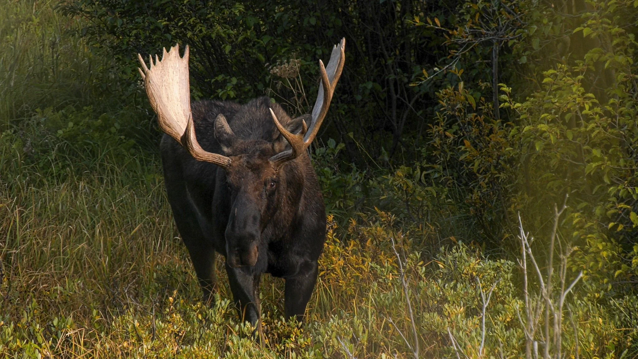 20191022-moose_1.20.1.jpg