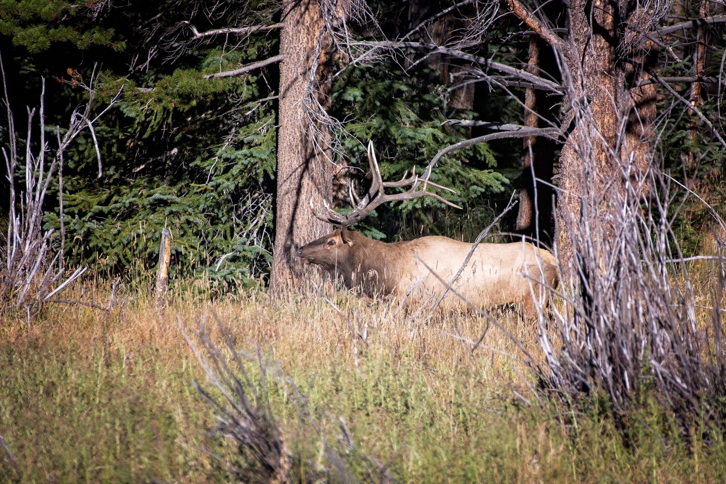 0926 bull elk 1.jpg