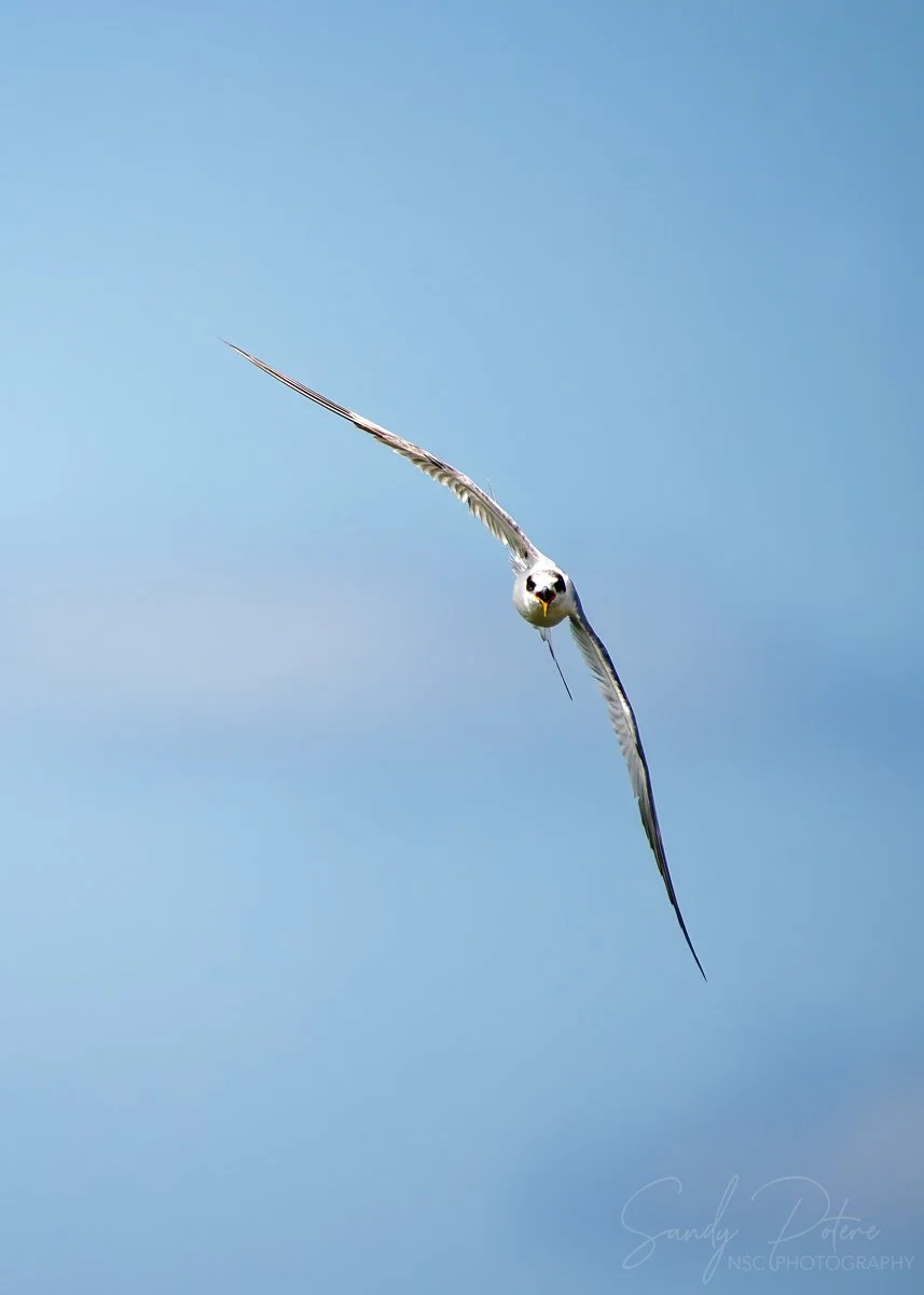Forster's Tern-2.jpg