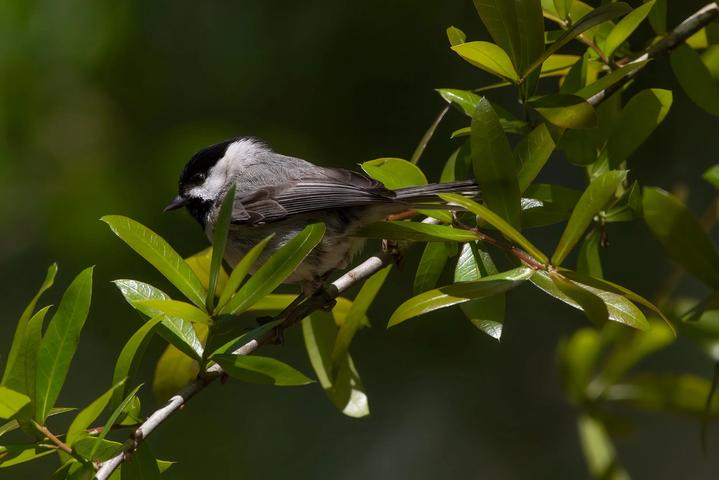 Carolina Chickadee 4524 3.jpg