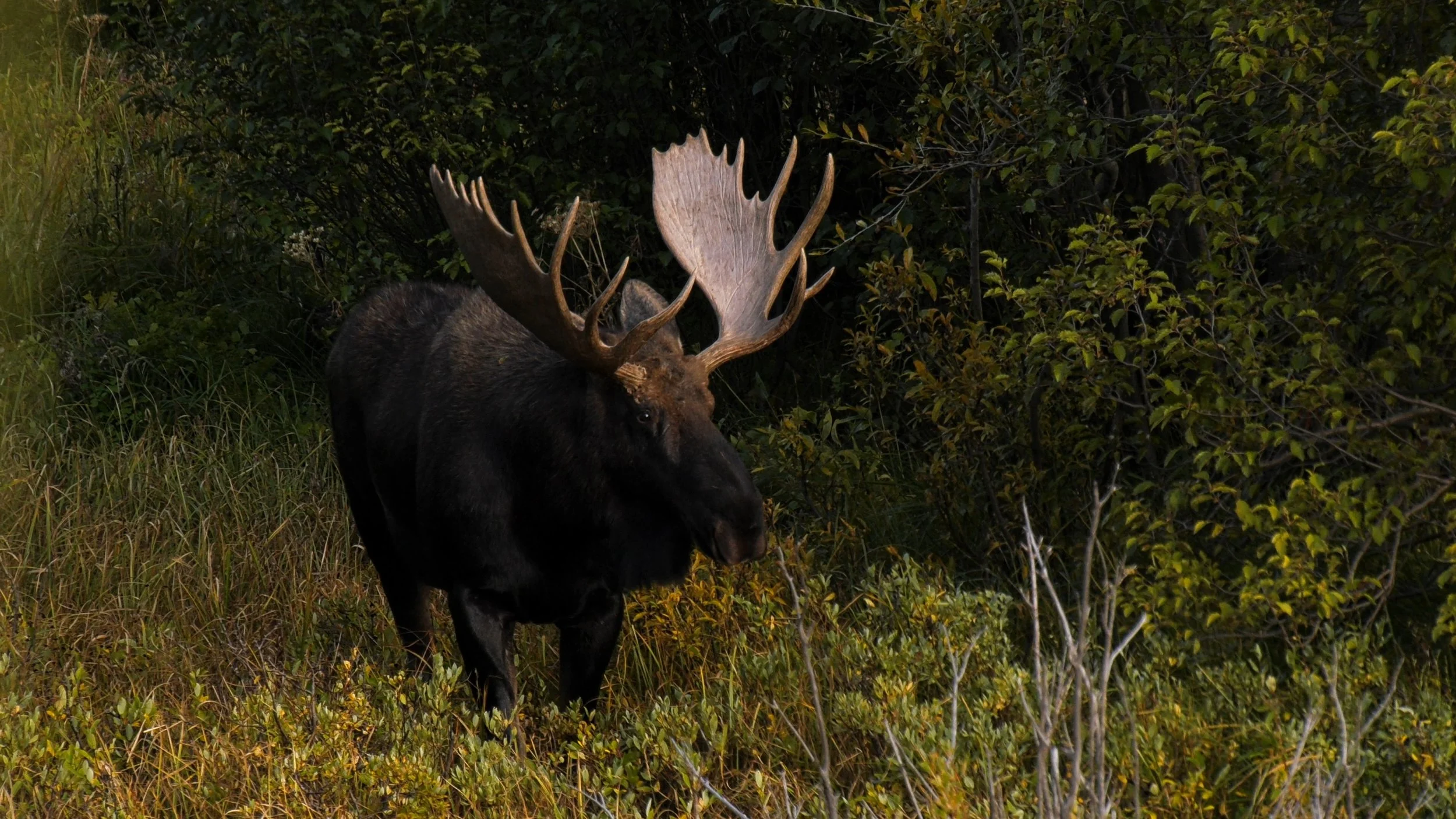 moose_1.14.1.jpg