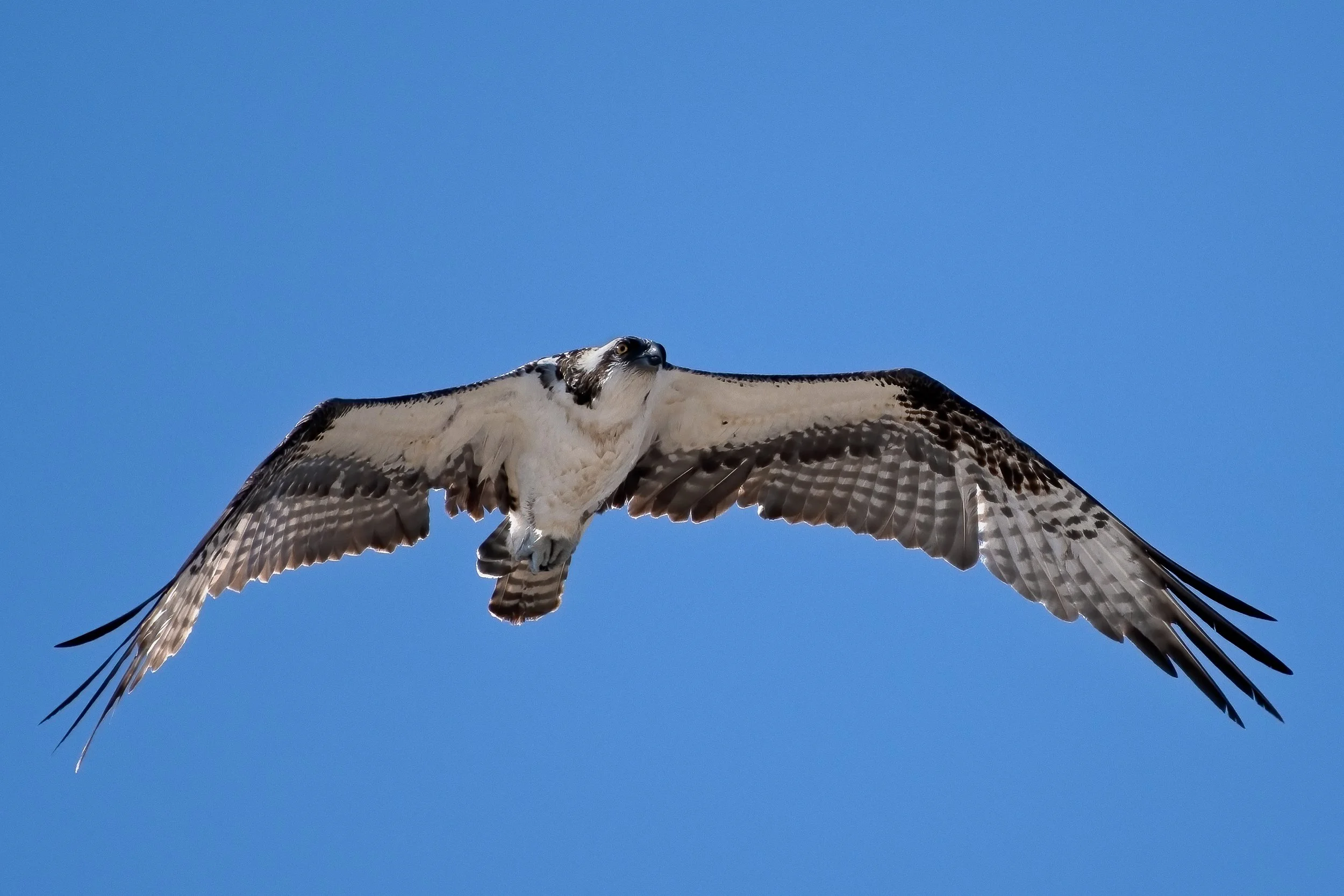 Osprey 27jan22 less than 2000.jpg