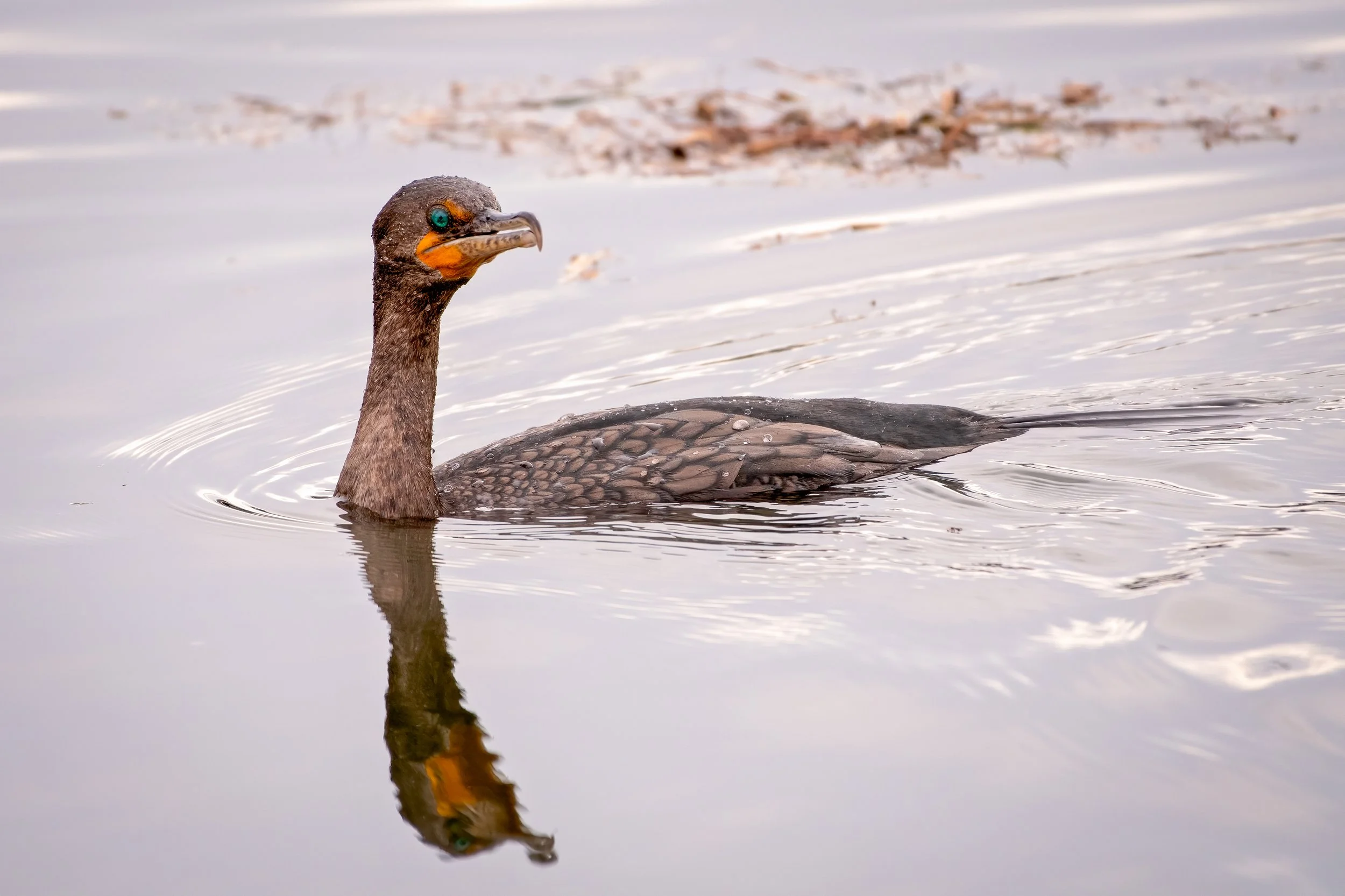 4jan22 DC Cormorant.jpg