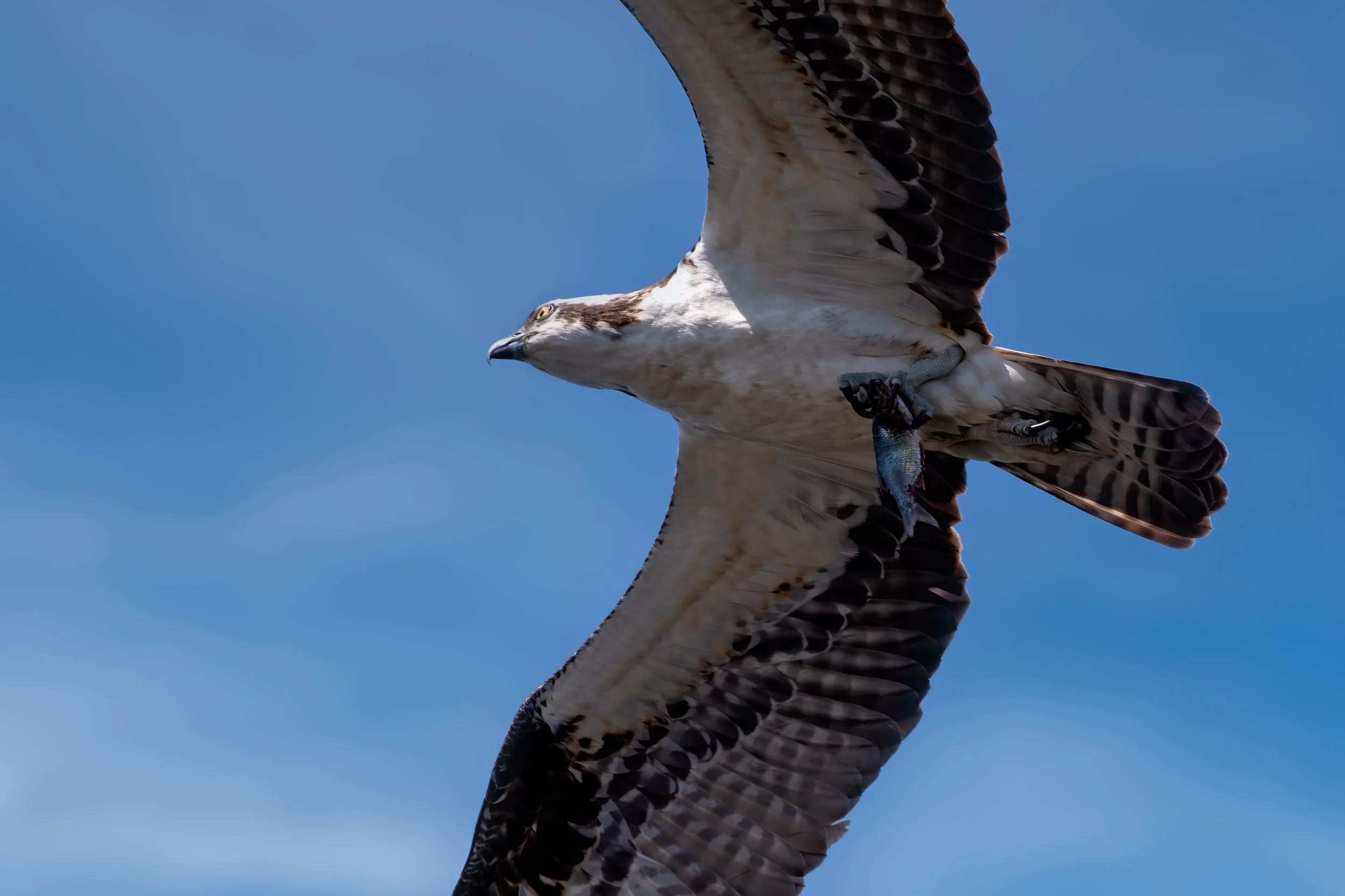 Osprey with small fish 27mar22.jpg