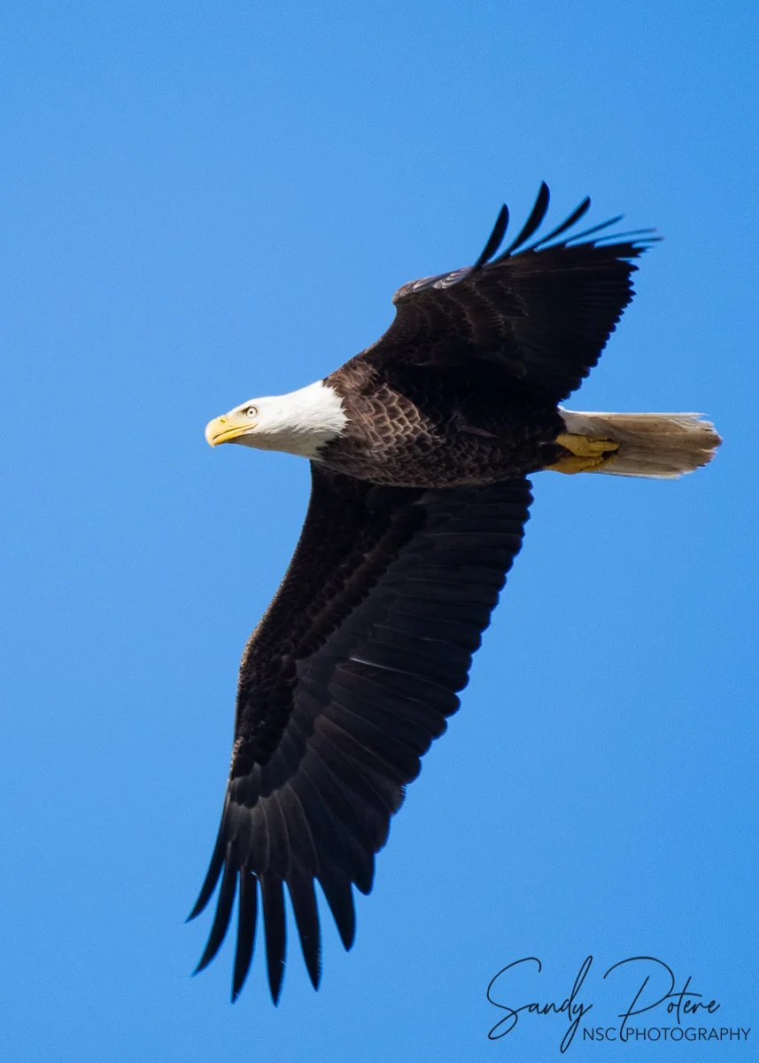 0319 eagle-8.jpg