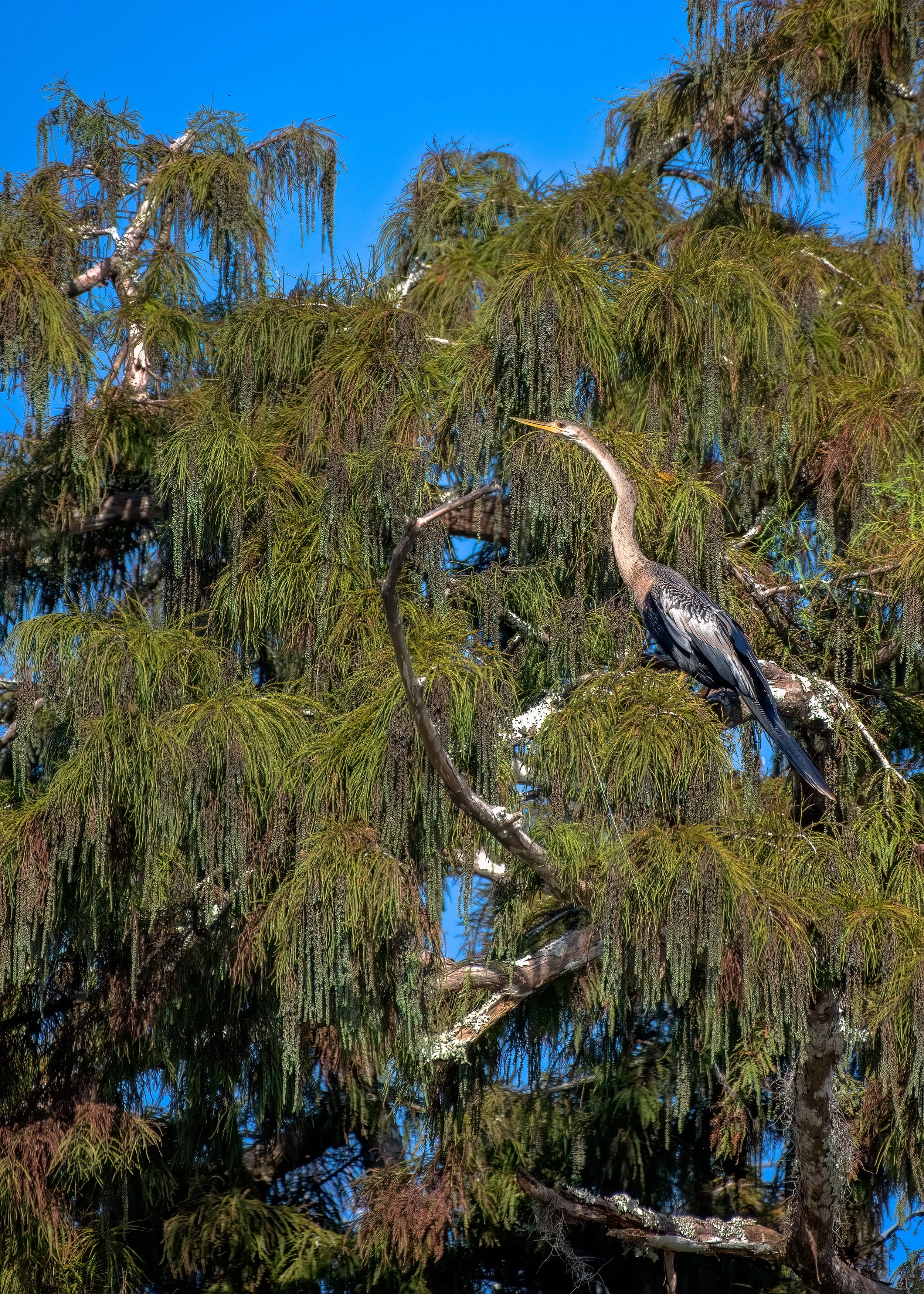 Anhinga 10523.jpg
