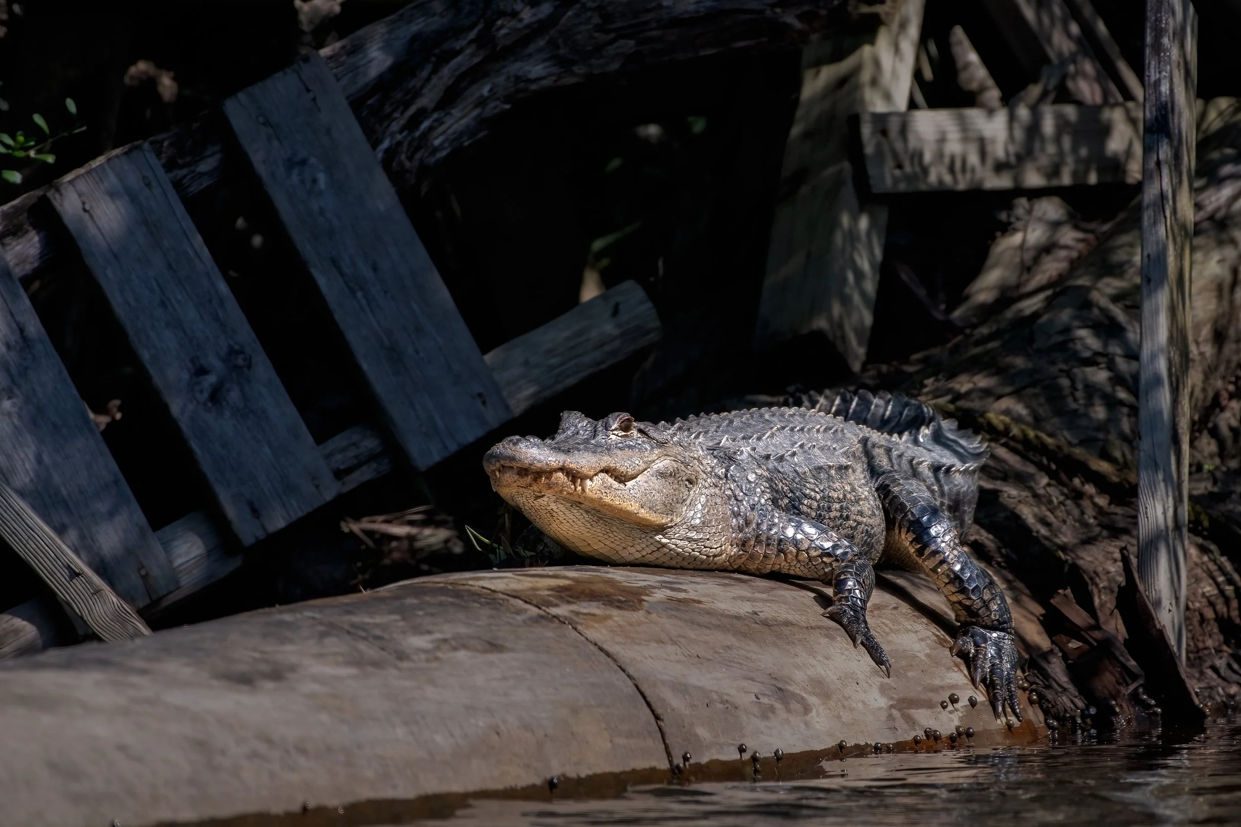 Alligator 27mar22.jpg