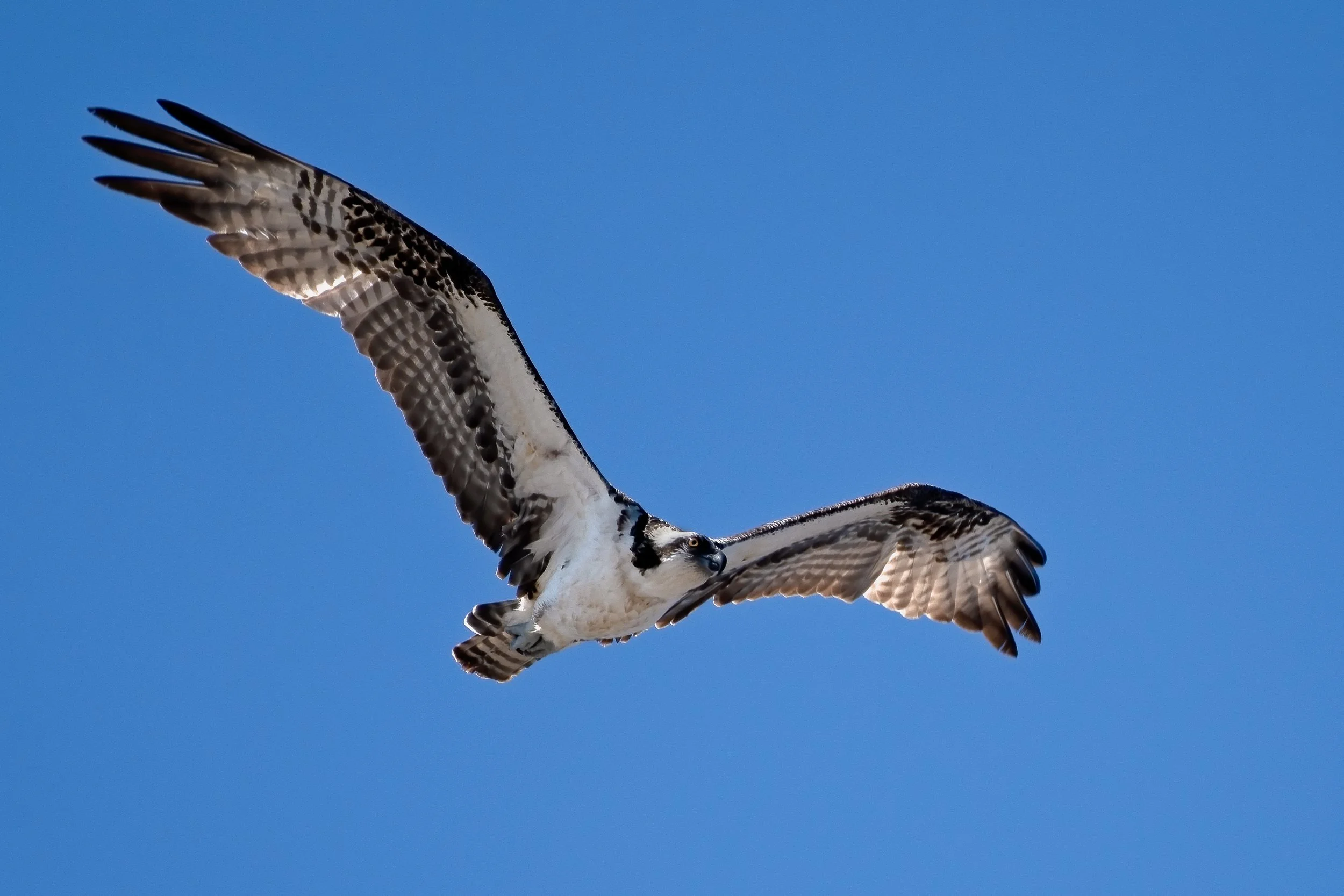 Osprey 27jan22 2000.jpg