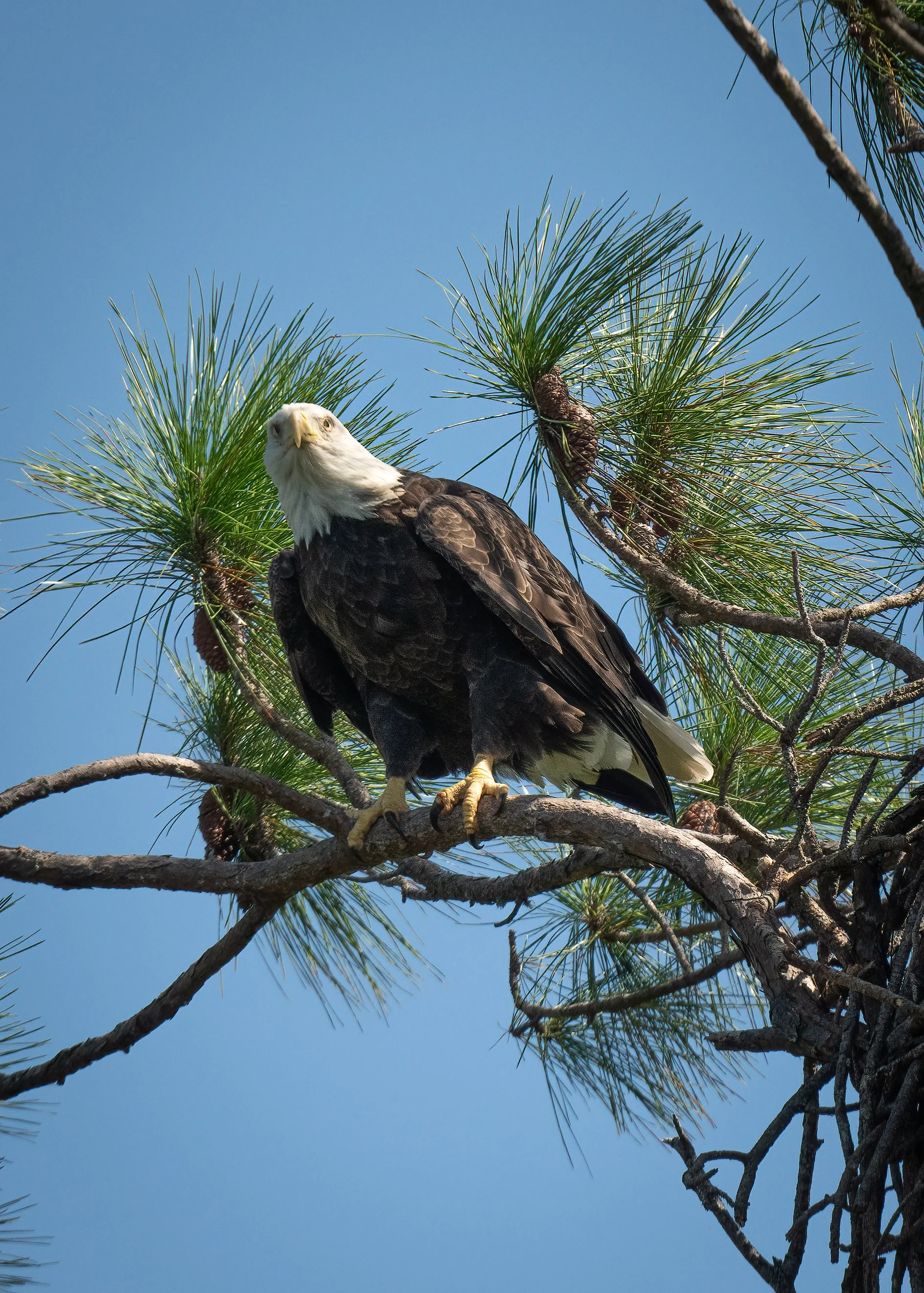 Liz getting ready to work on nest 1024.jpg
