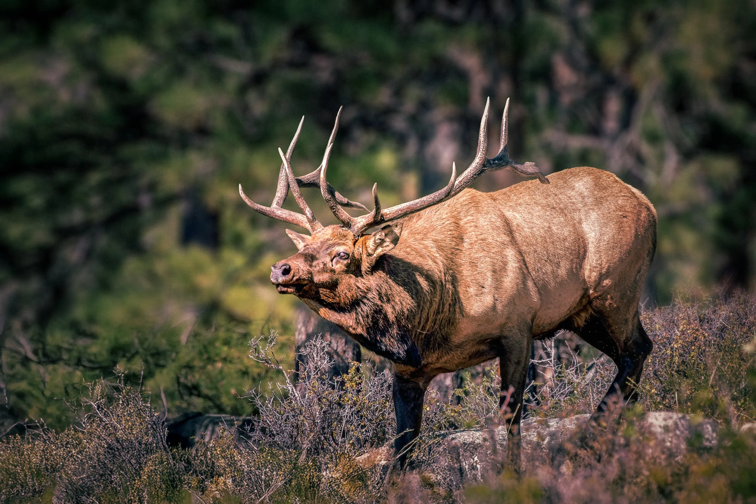Bull elk fa edit final.jpg