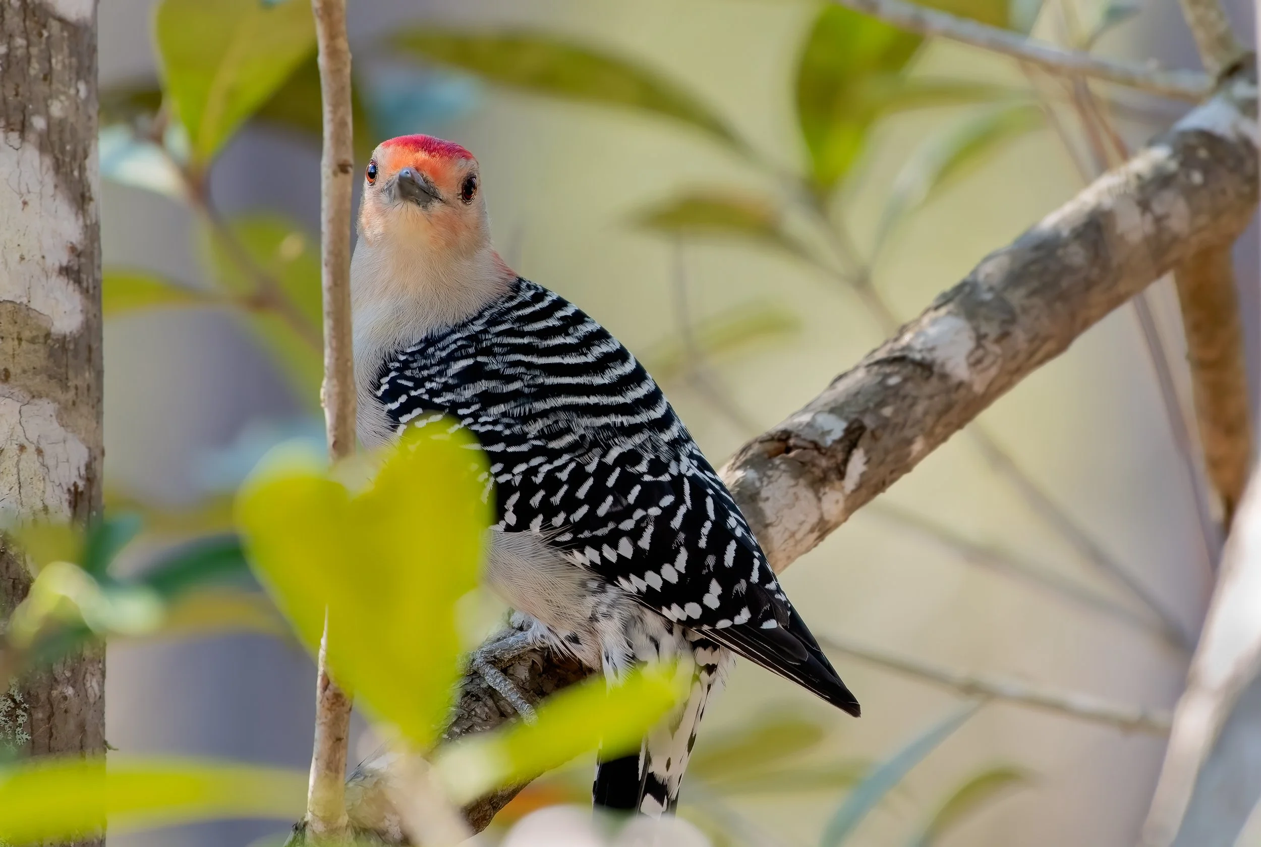22dec21 Red Bellied Woodpecker.jpg