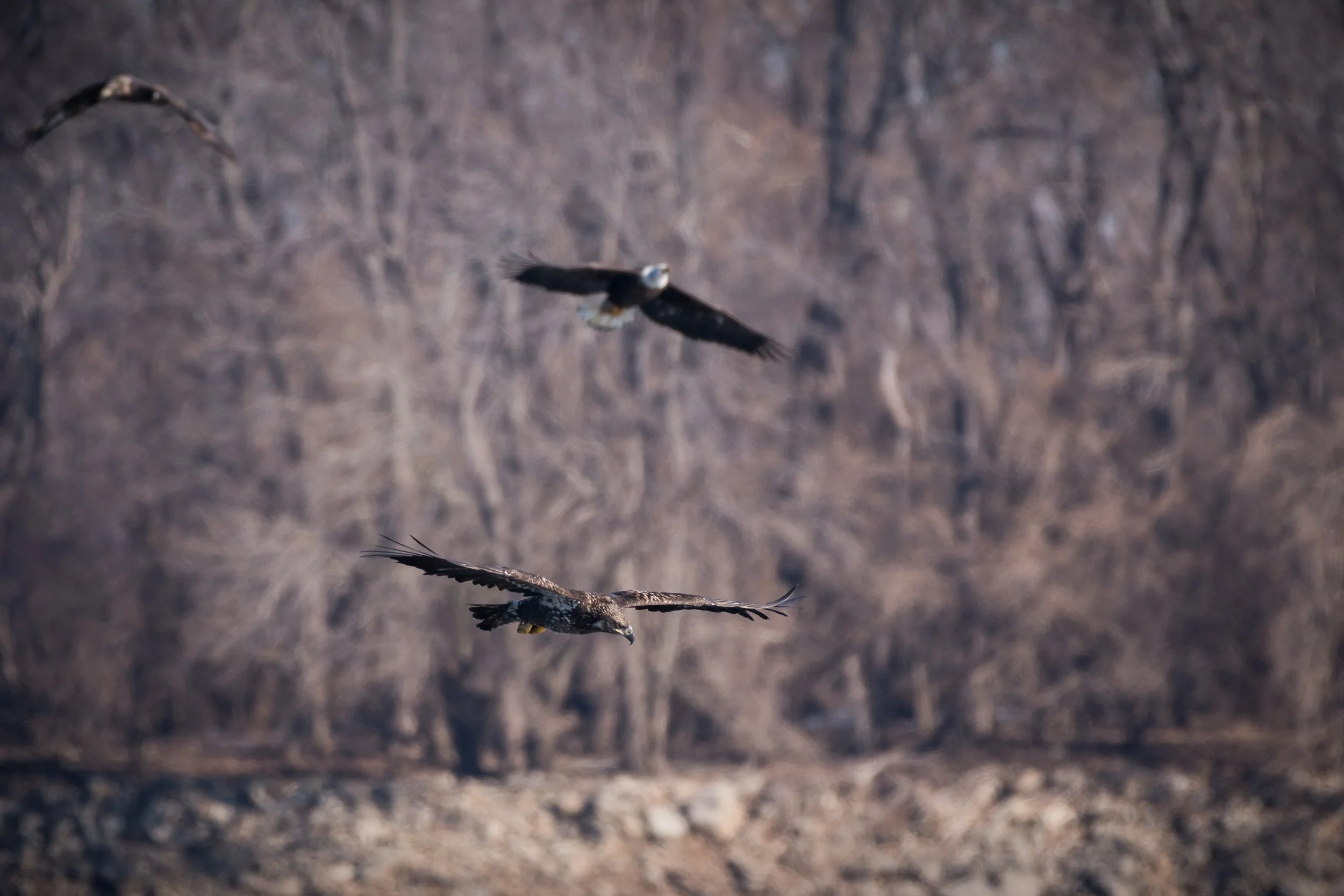 Eagles 01016-3984.jpg