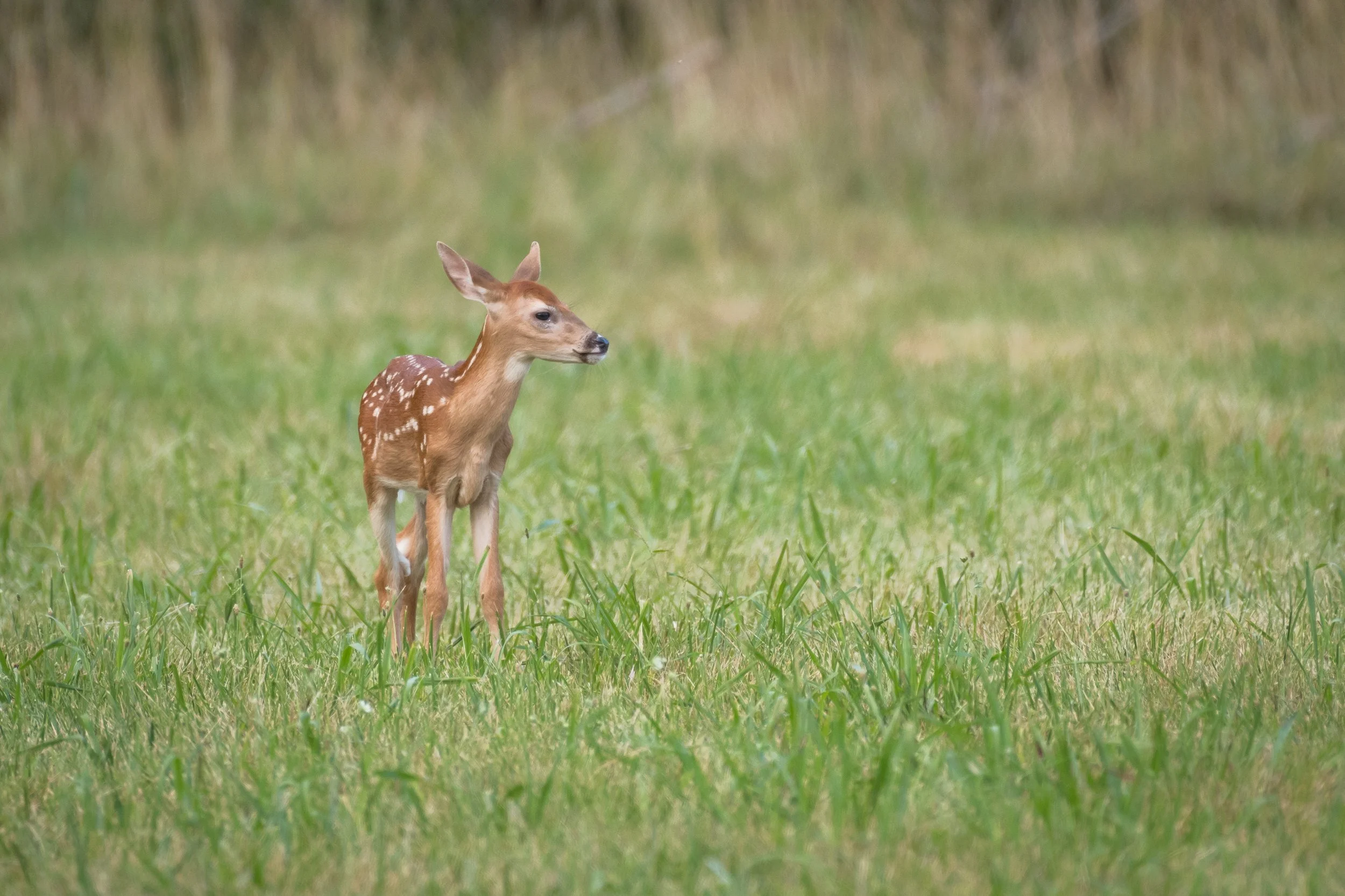 Whitetail fawn looks around in a field