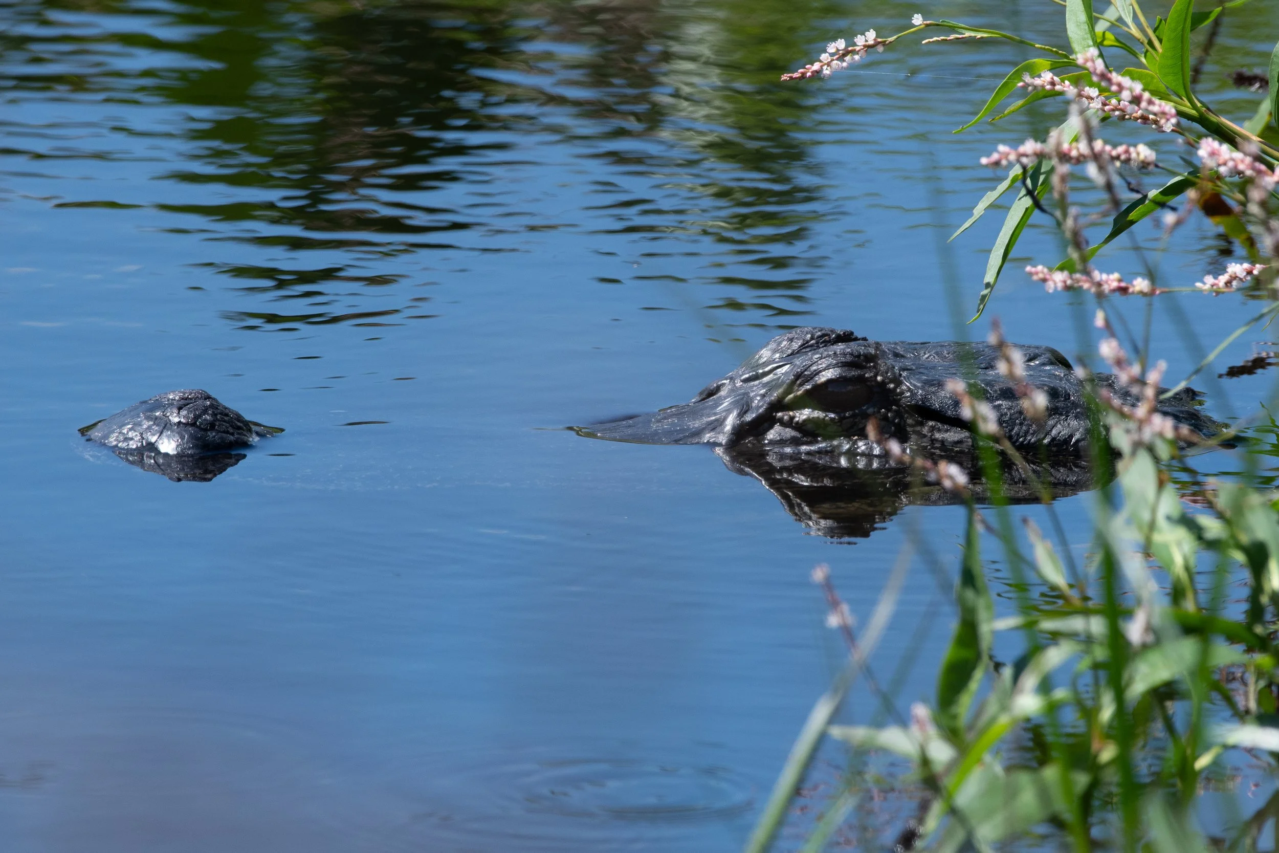 Alligator.jpg