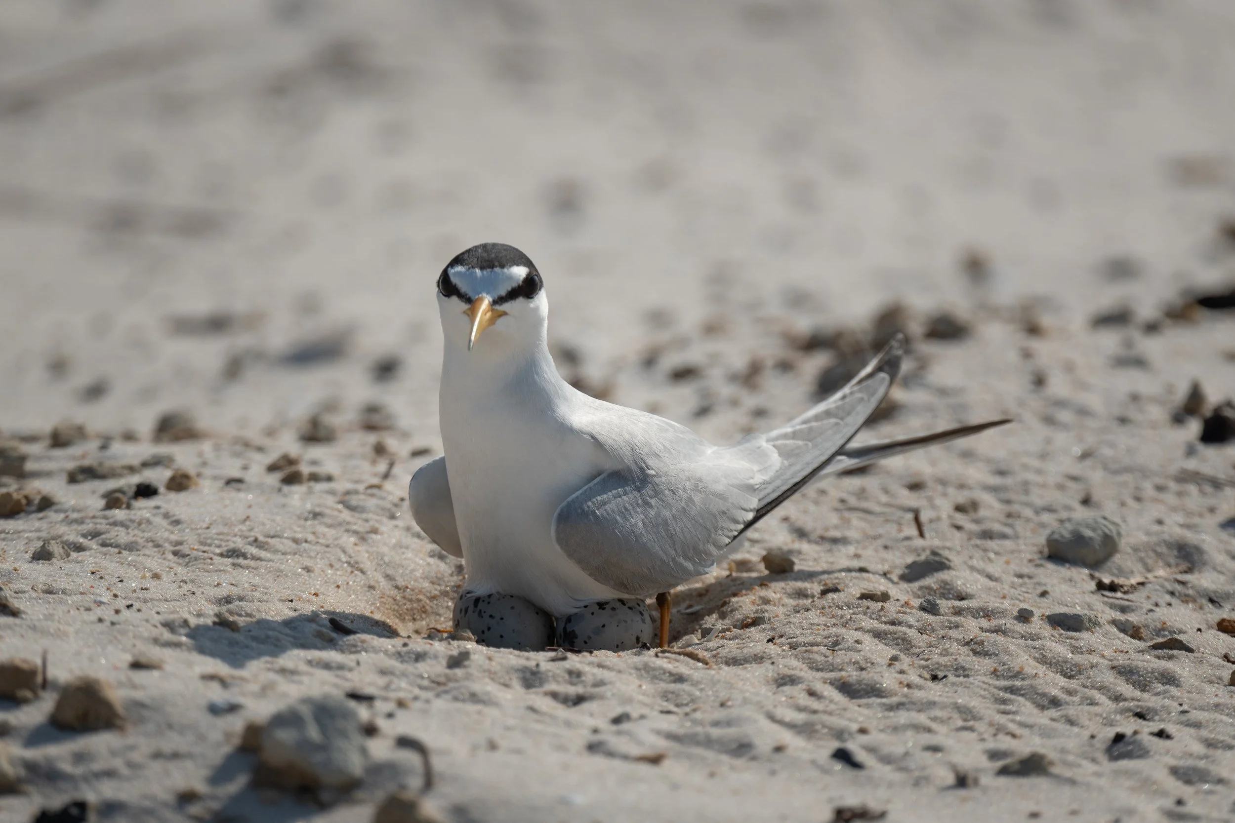 Least Tern road eggs 2 052524.jpg