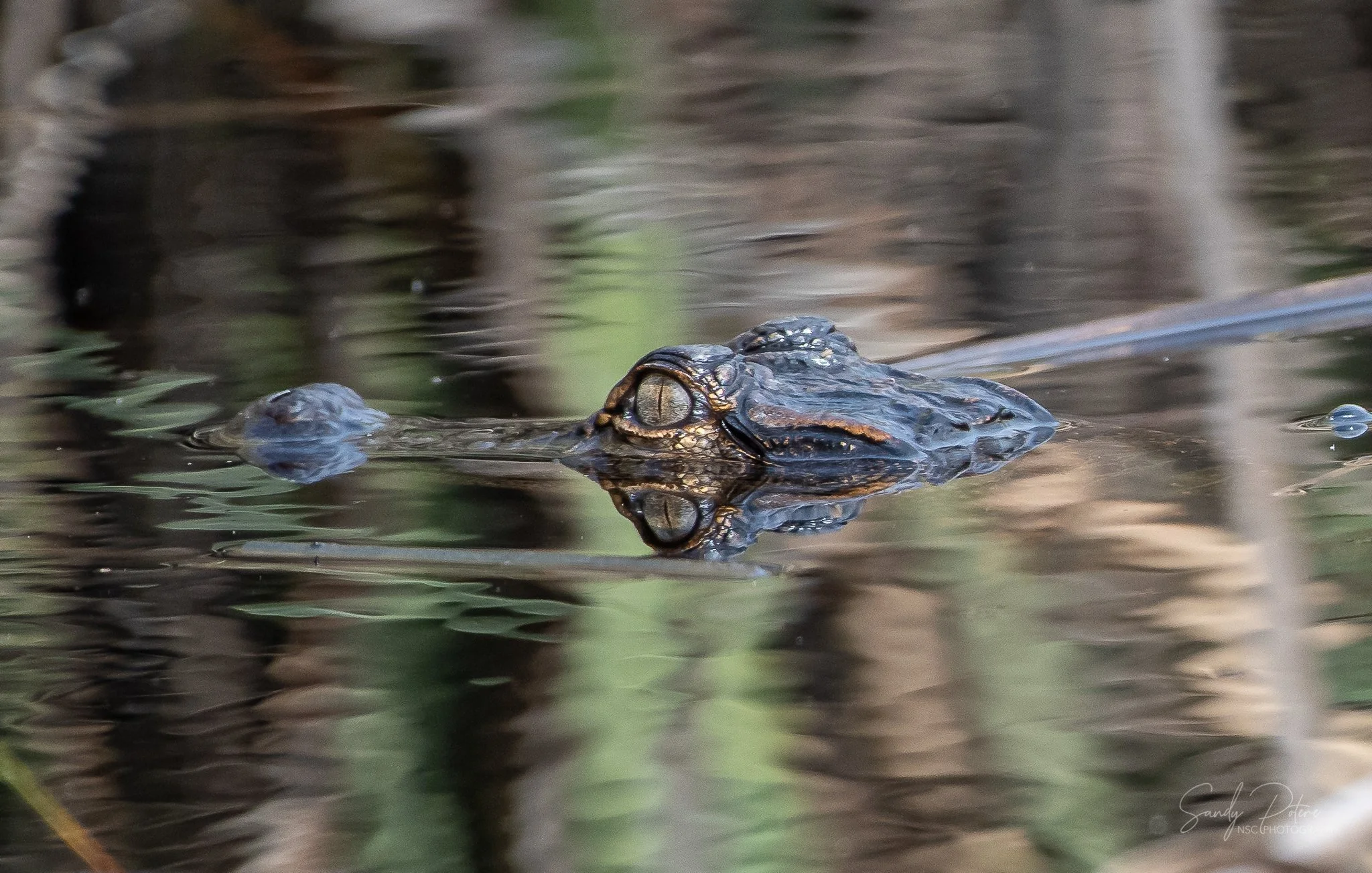 Alligators-4.jpg