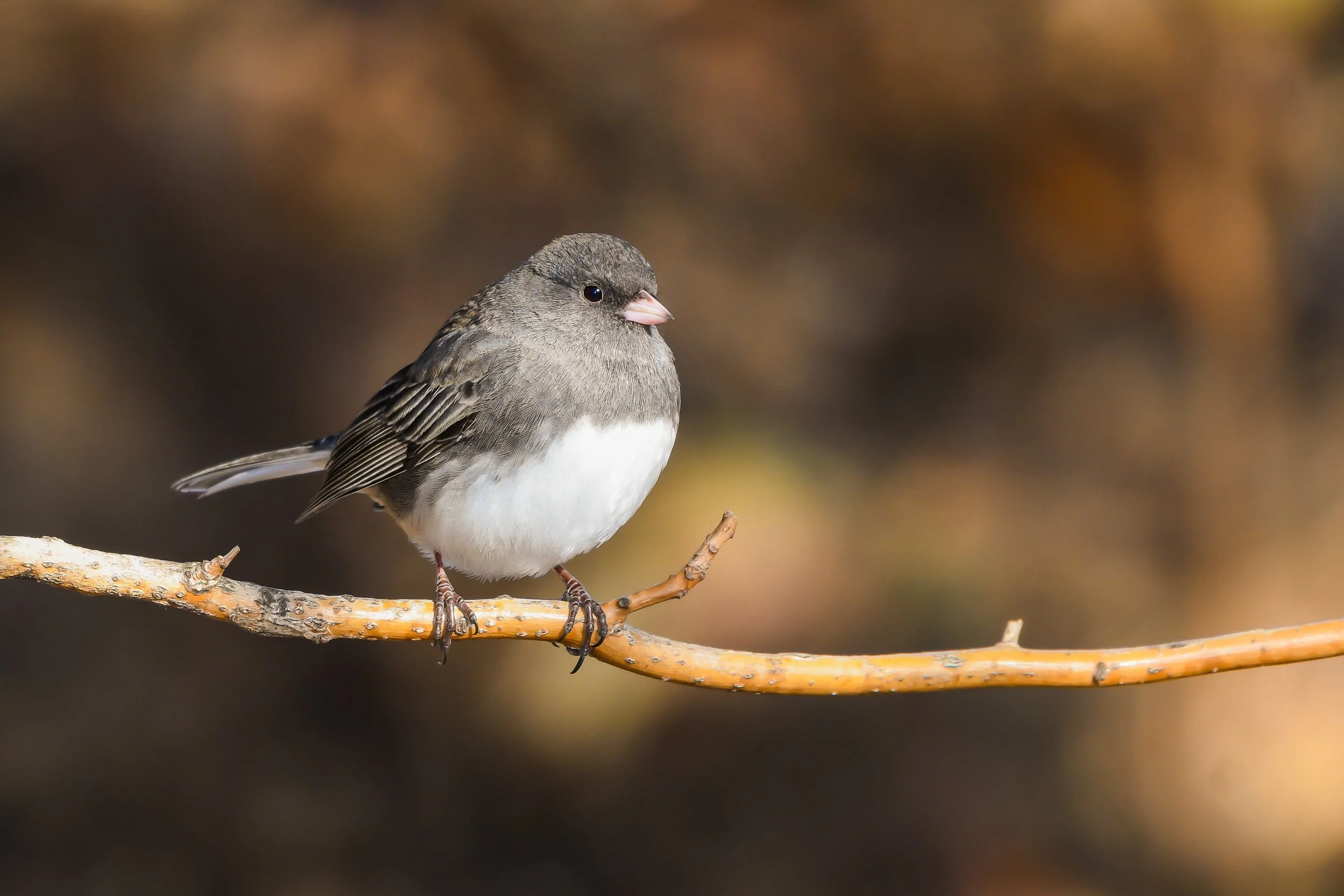 1230 Junco-1339.jpg