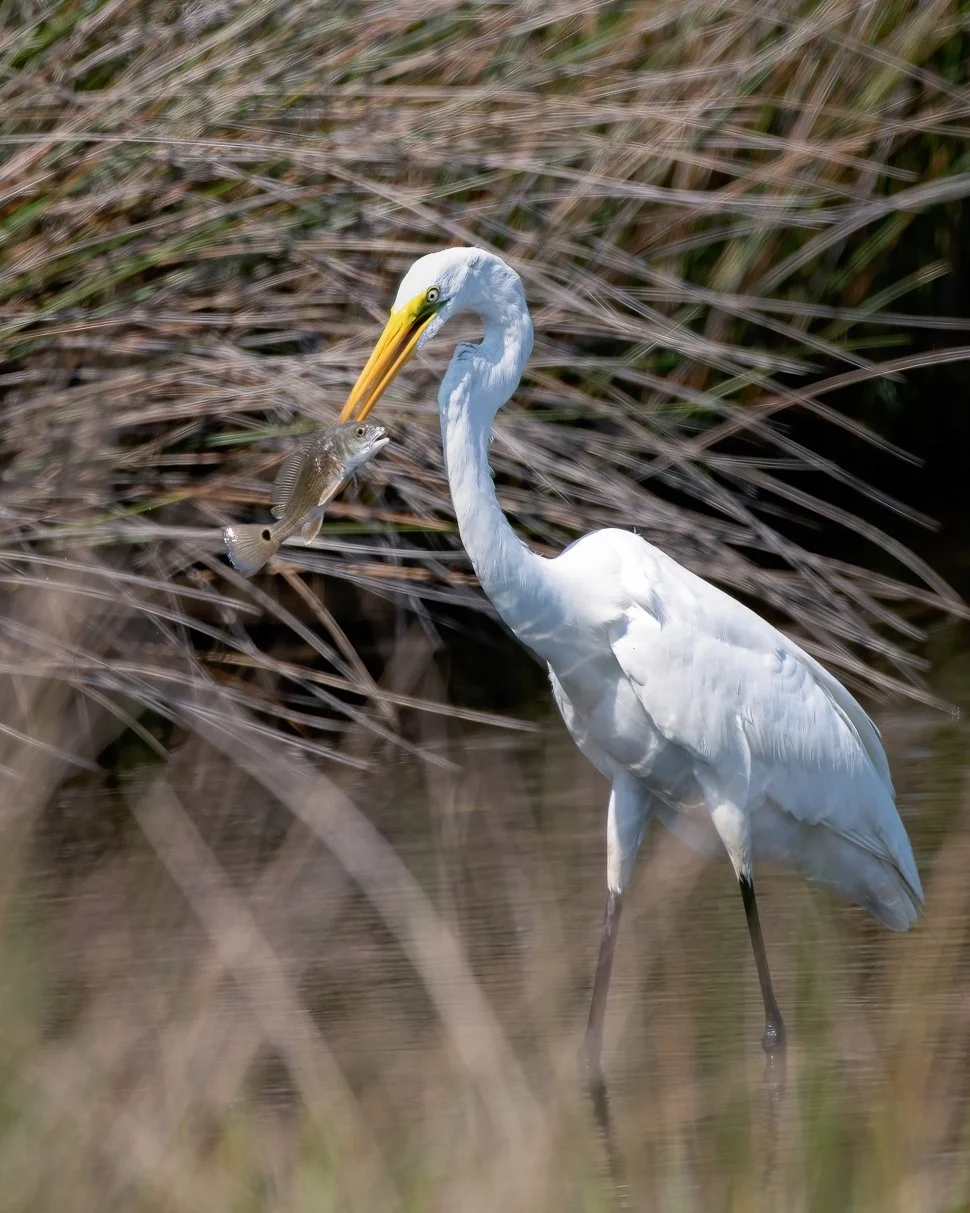 Great Egret with a Red copy.jpg