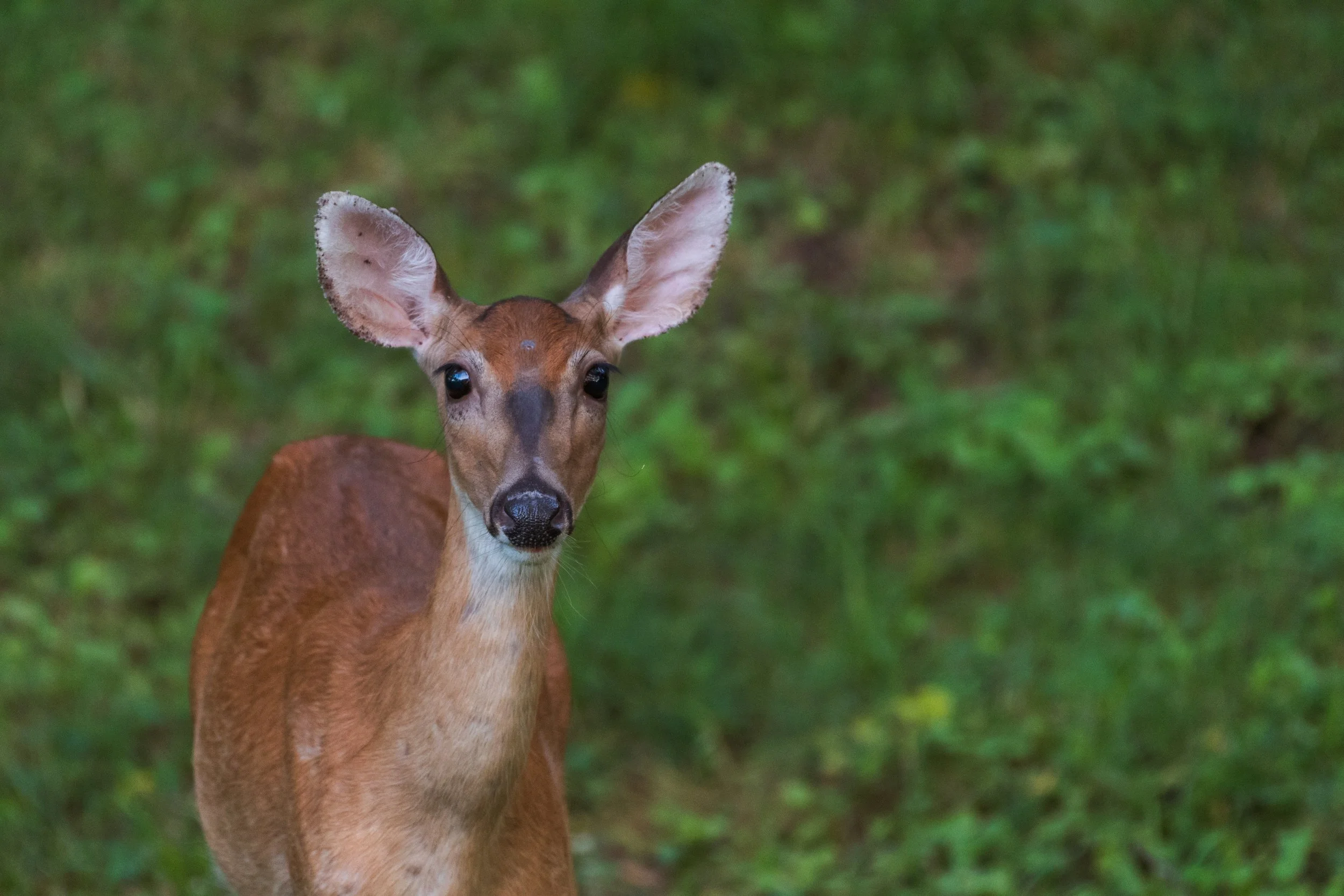 deer 0715-00153.jpg
