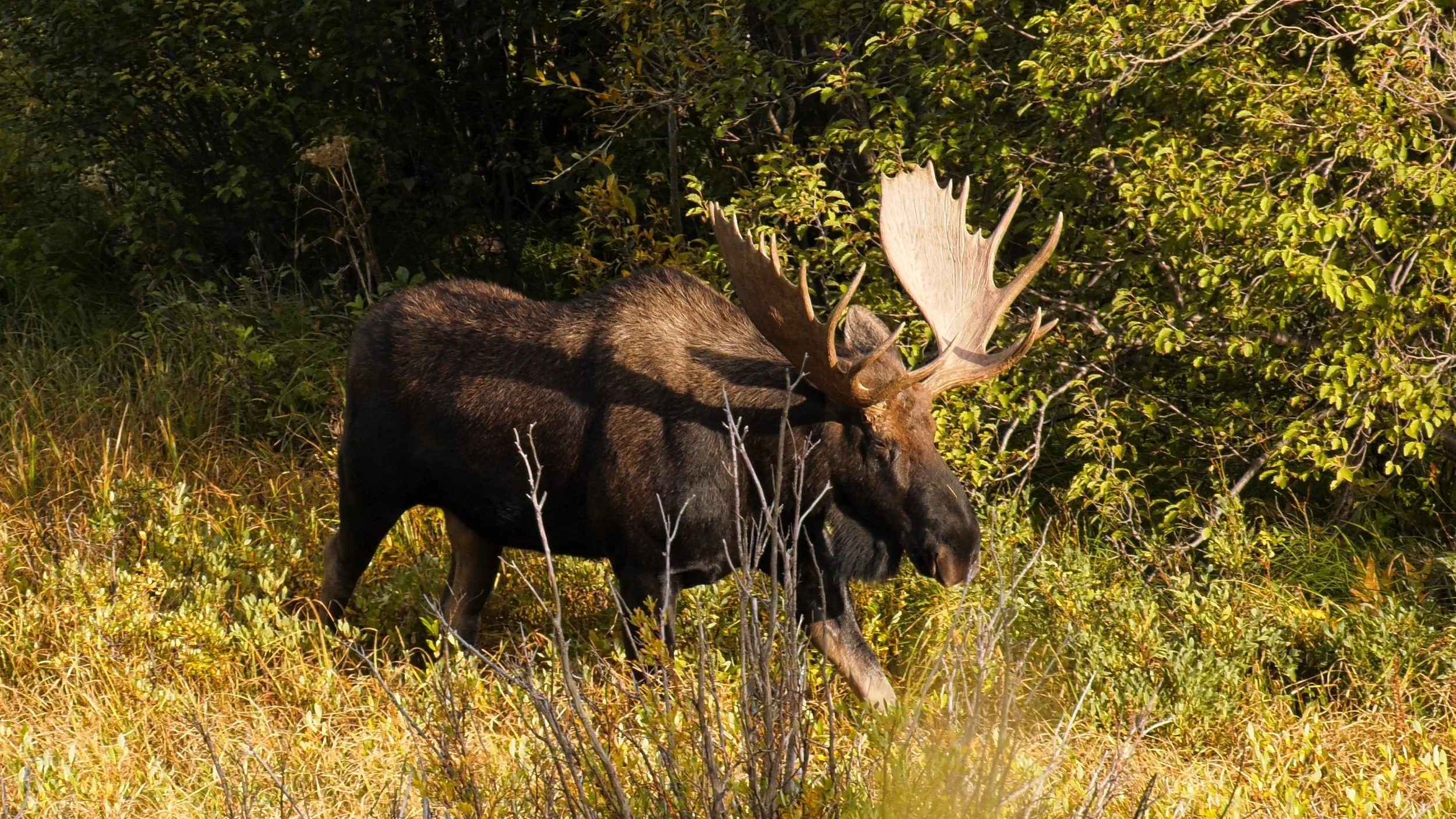 moose_1.38.1.jpg
