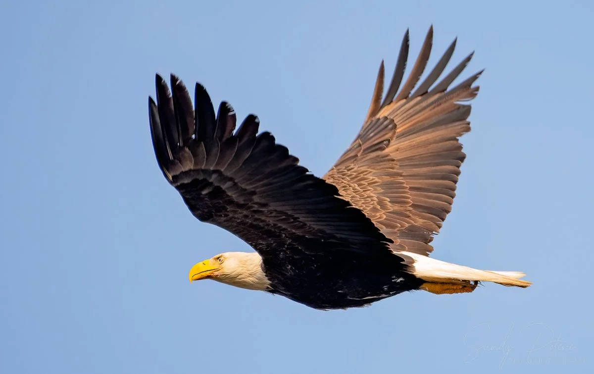 Bald Eagle 1.jpg