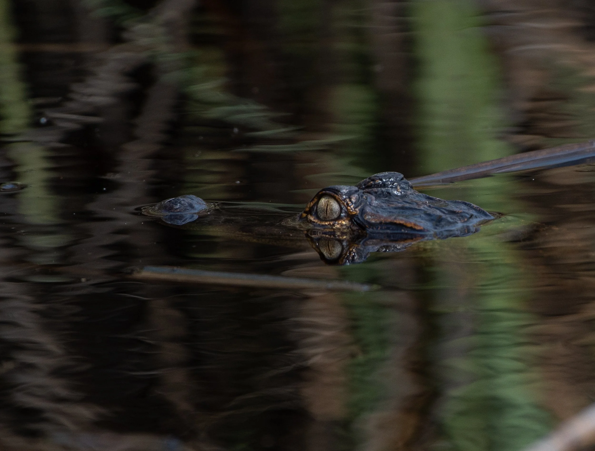 Alligator jan 25 2021-3.jpg