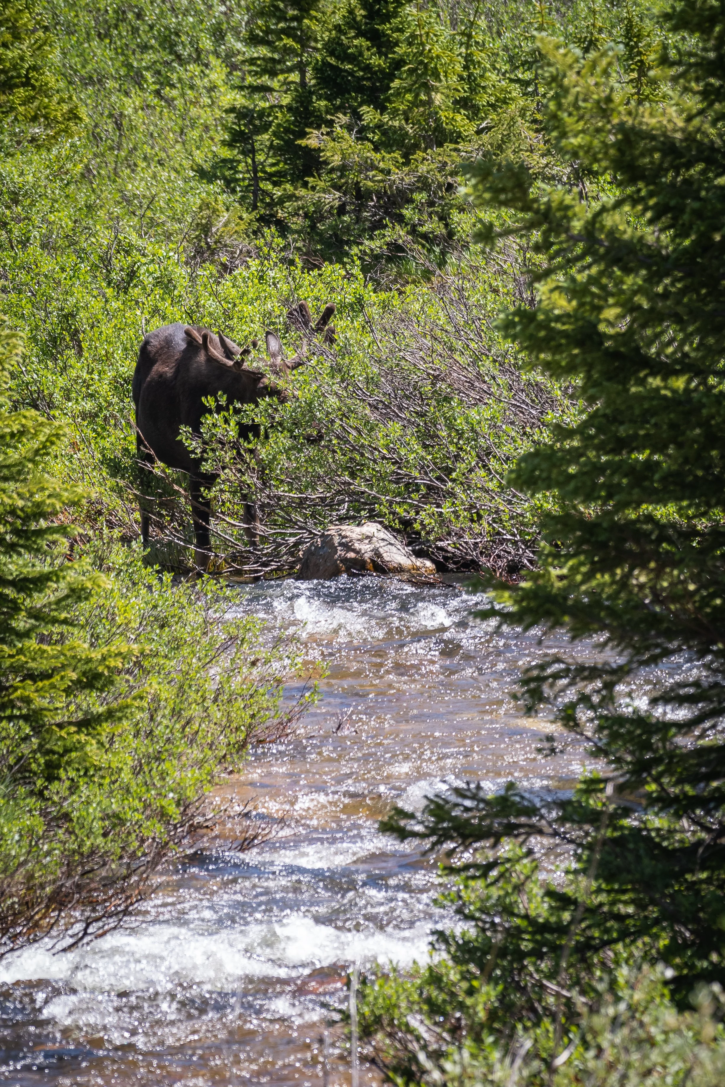 Moose-1-2.jpg
