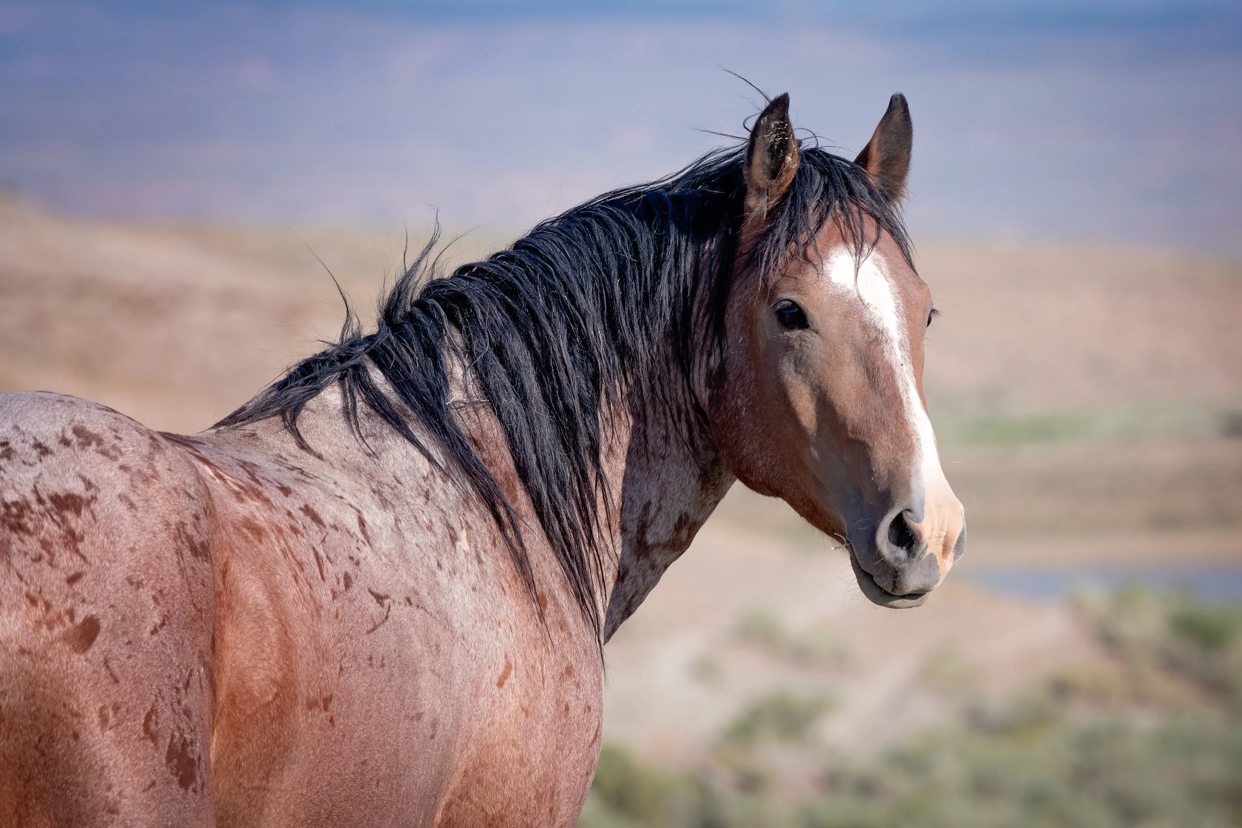 Wild horse-1-6.jpg