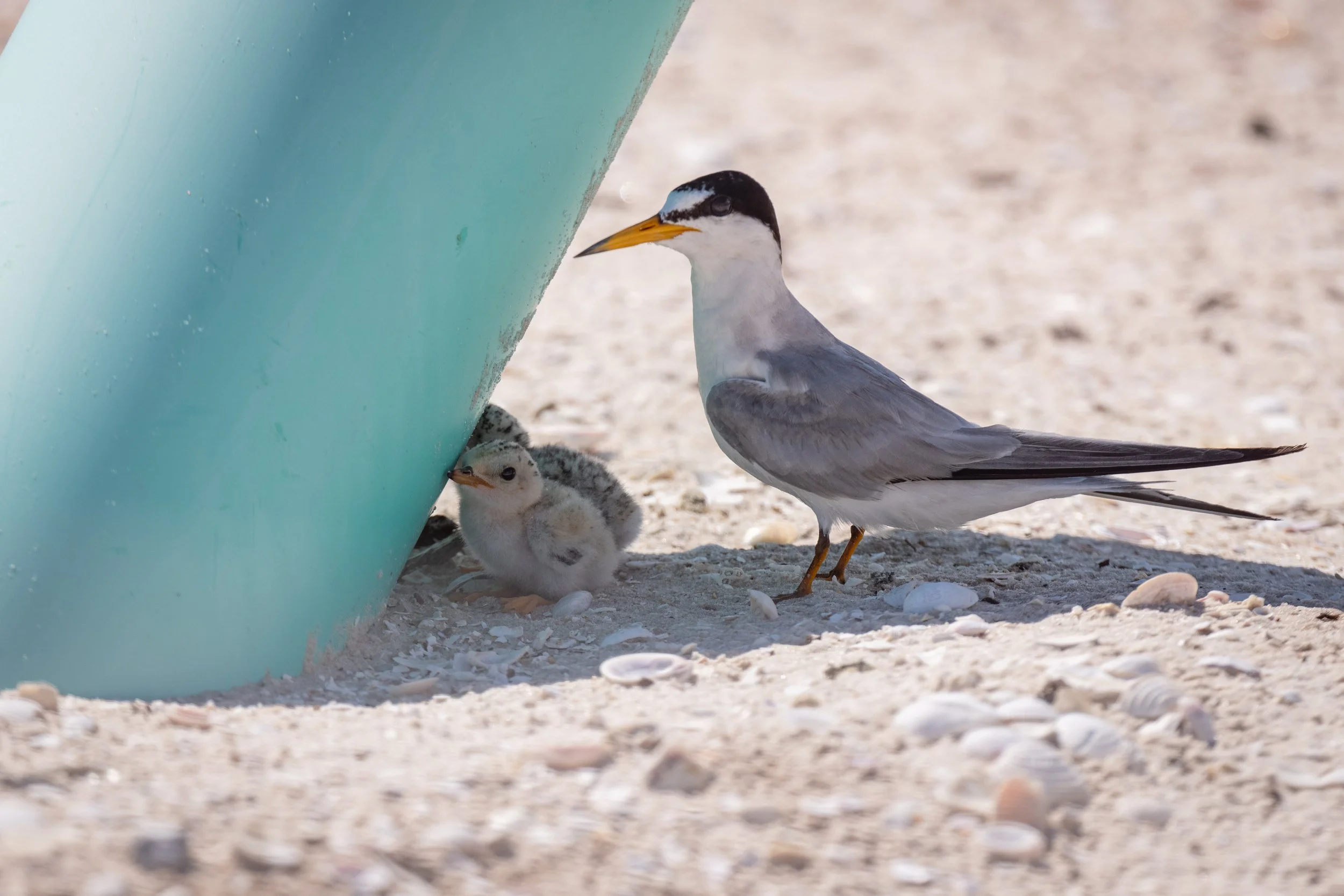LETE chicks and parent in shade.jpg