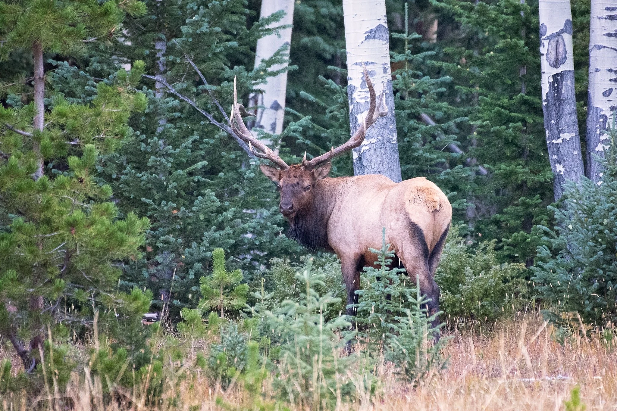 Heading into the woods elk-.jpg
